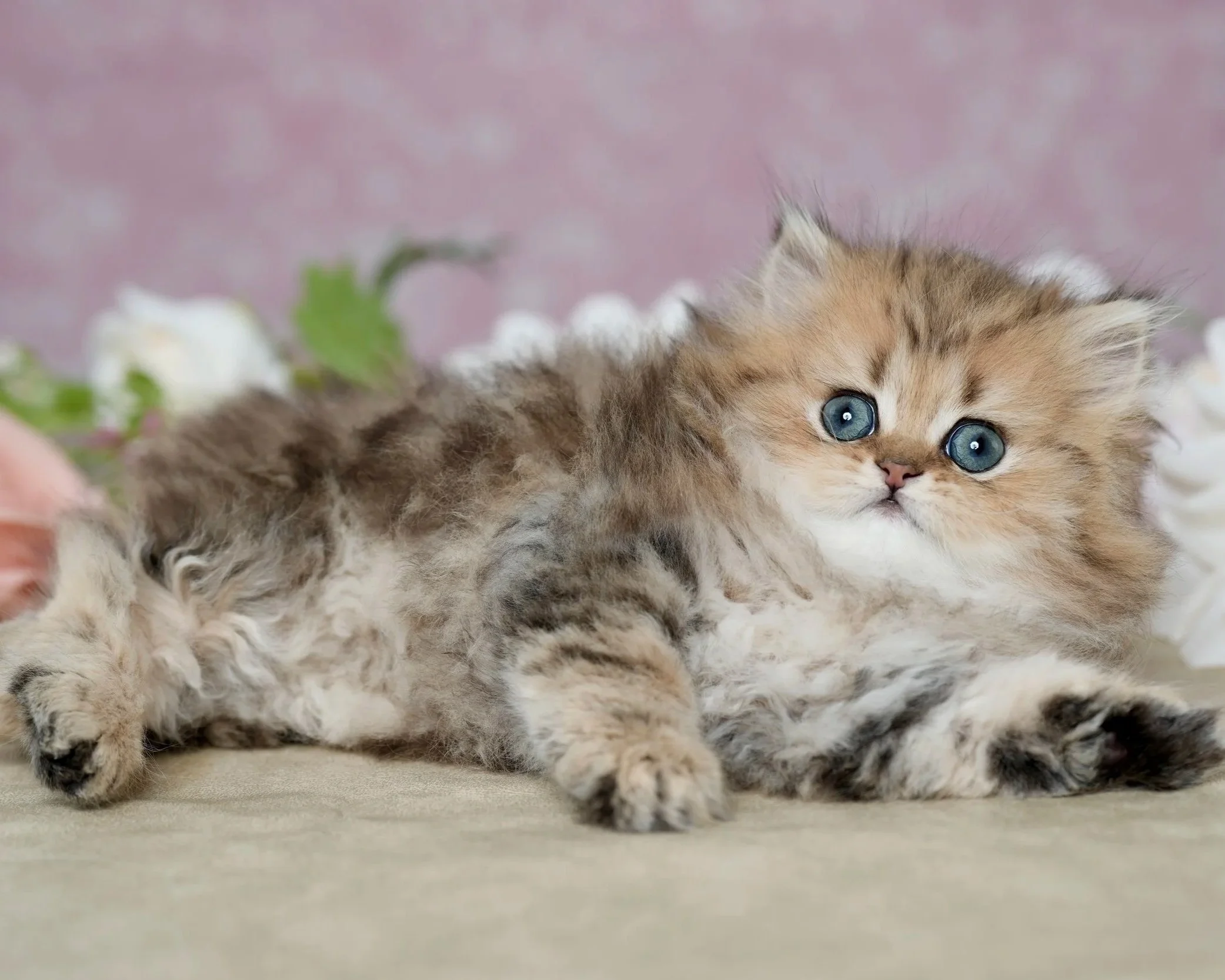 fluffy golden kitten