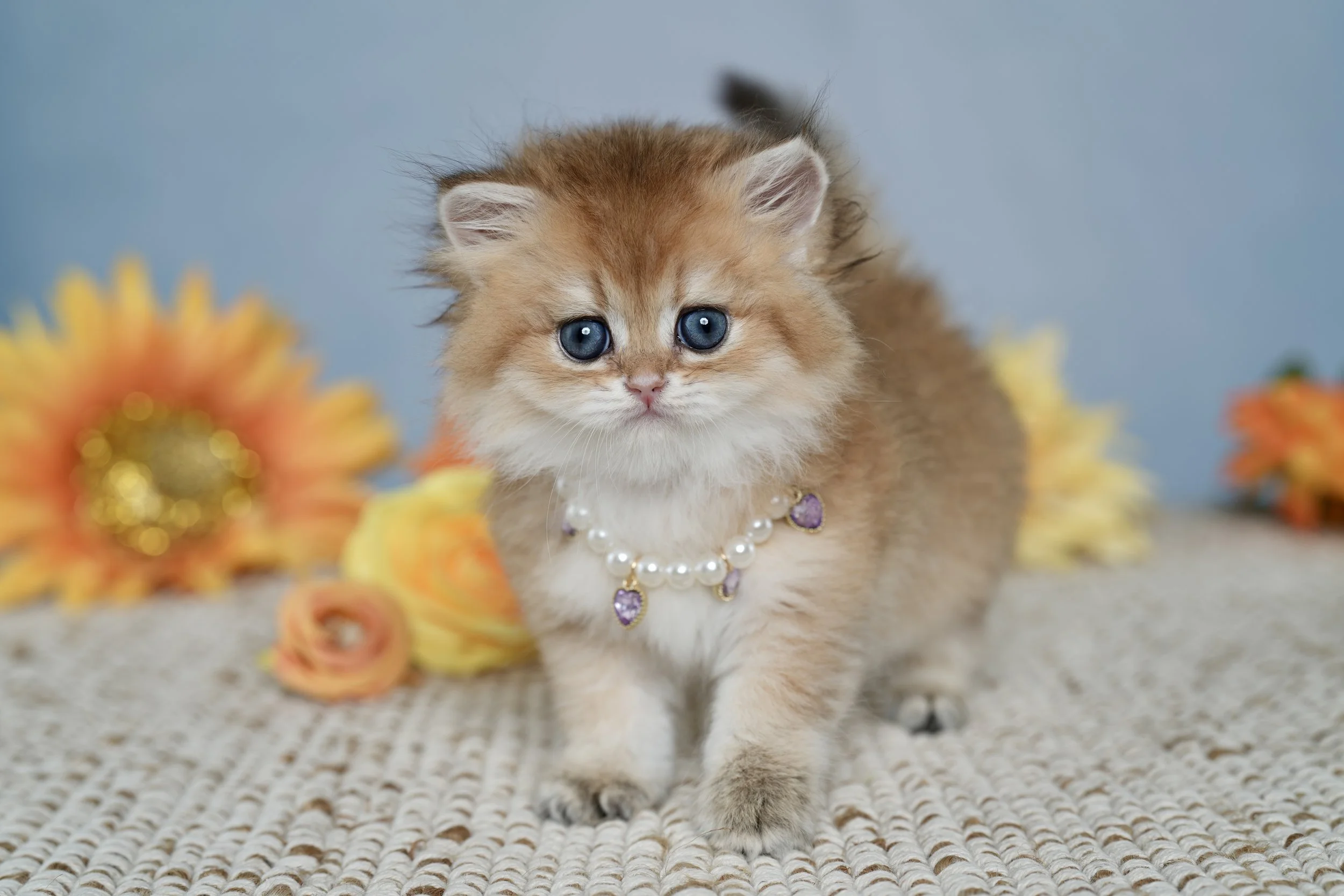 DREAMDOLL PERSIANS           ~ SANDY ~ AVAILABLE