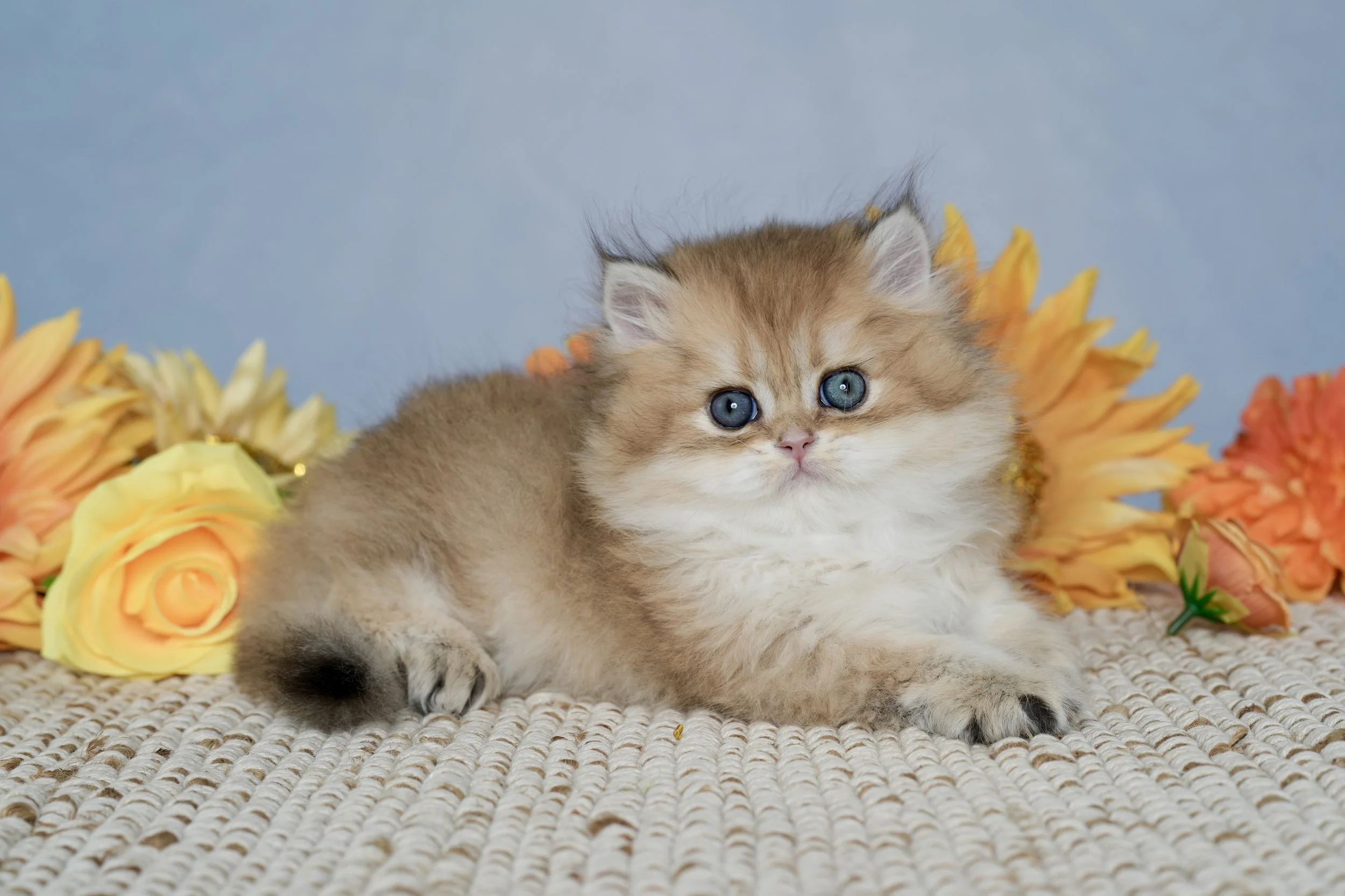 DREAMDOLL PERSIANS  ~SASHA~ AVAILABLE