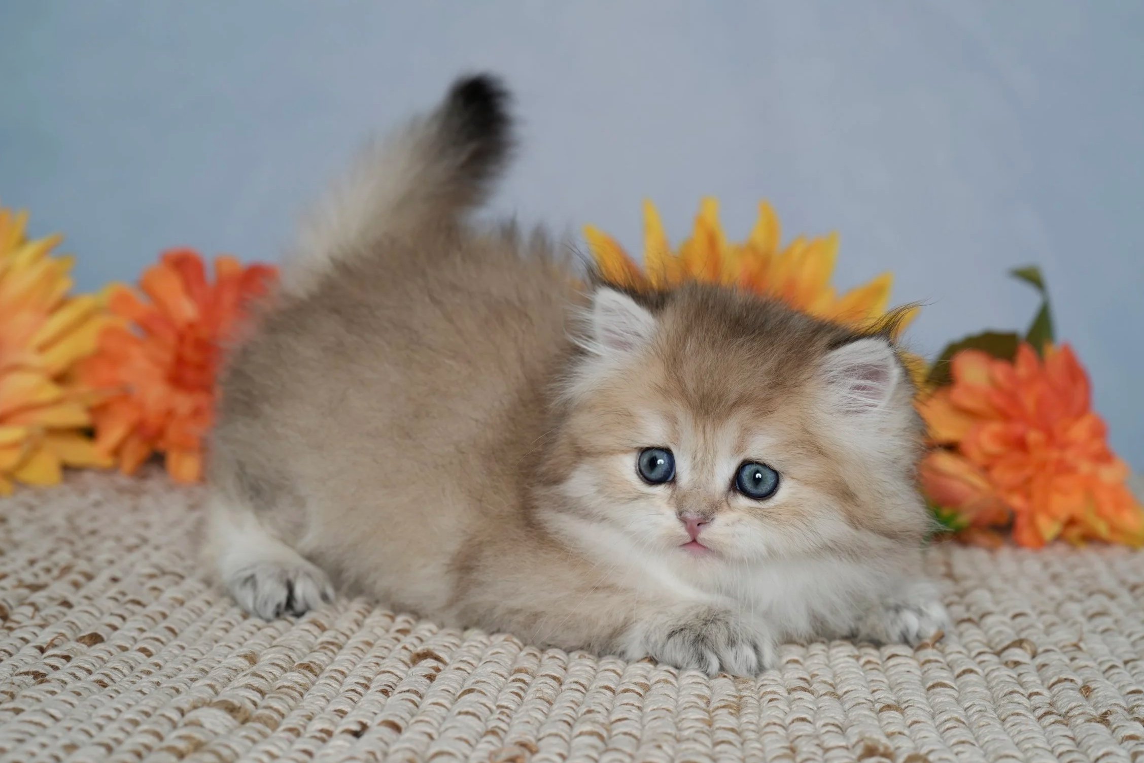 DREAMDOLL PERSIANS ~SAWYER ~ AVAILABLE ~READY NOW~ 