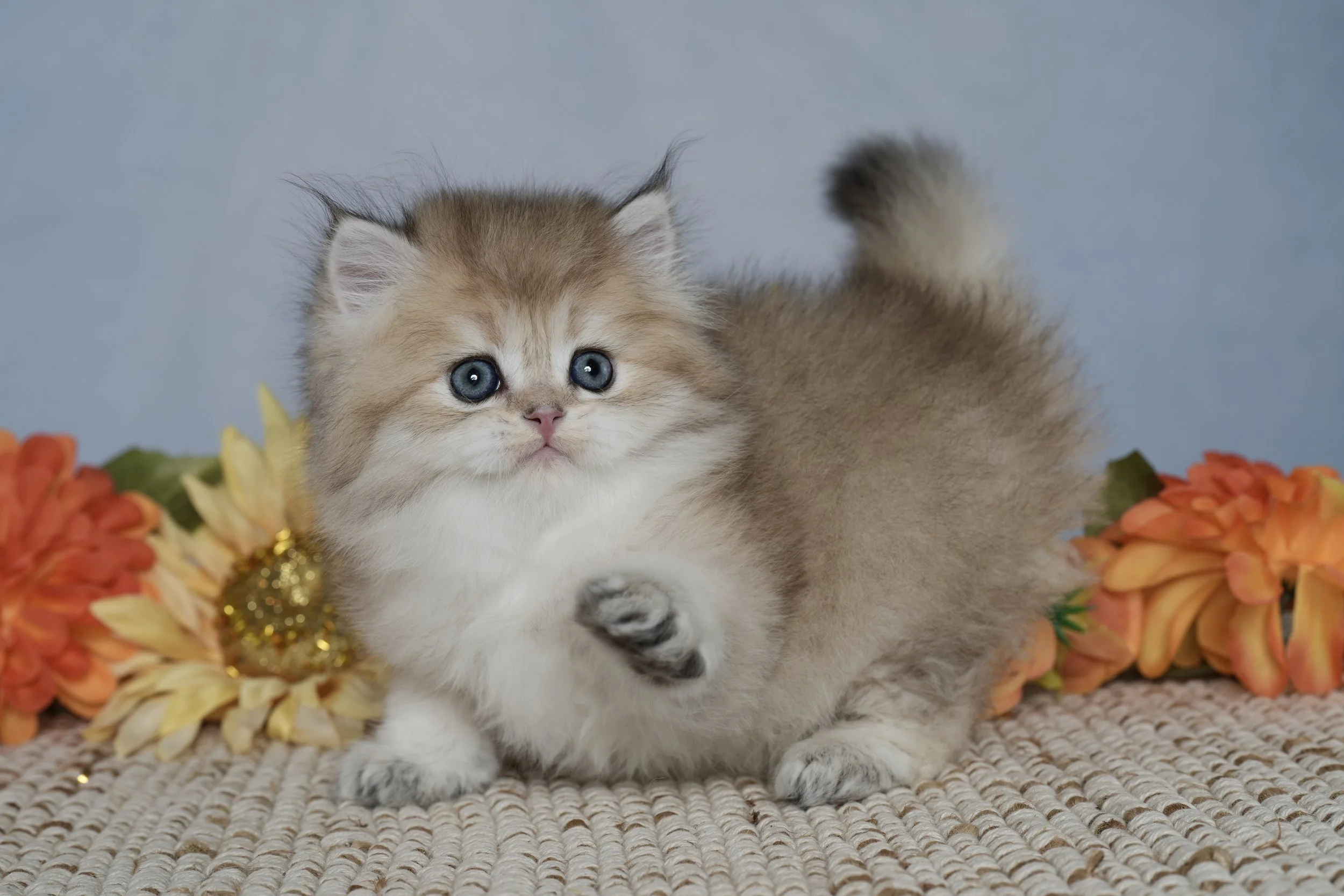 DREAMDOLL PERSIANS  ~SAWYER ~ AVAILABLE