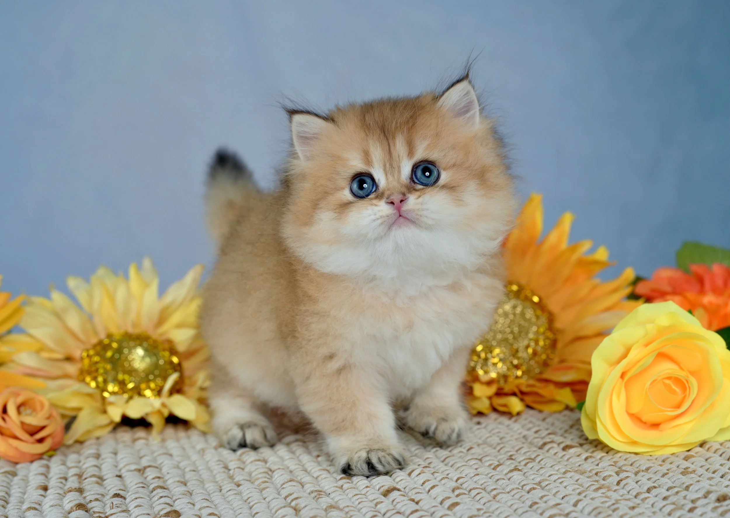 DREAMDOLL PERSIANS ~SEBASTIAN~ AVAILABLE 