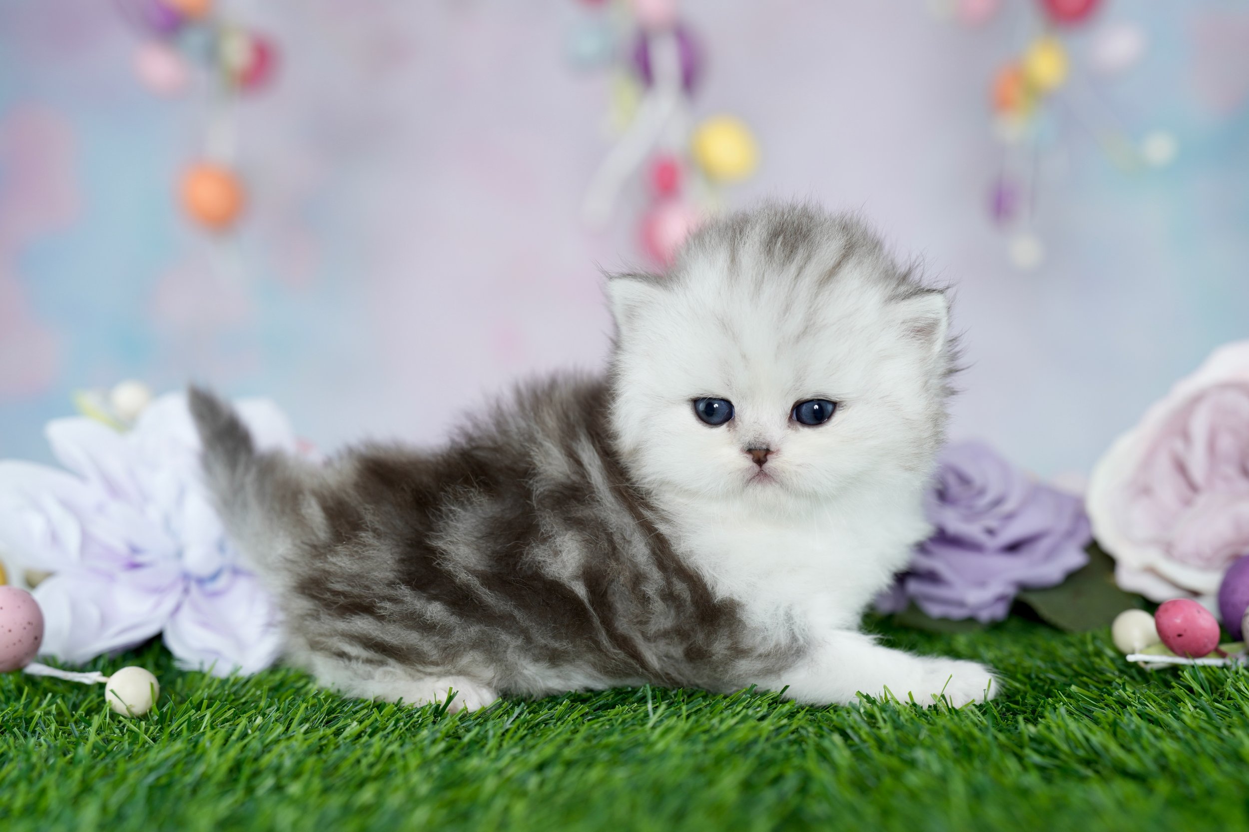 DREAMDOLL PERSIANS                             ~ROWAN ~ AVAILABLE