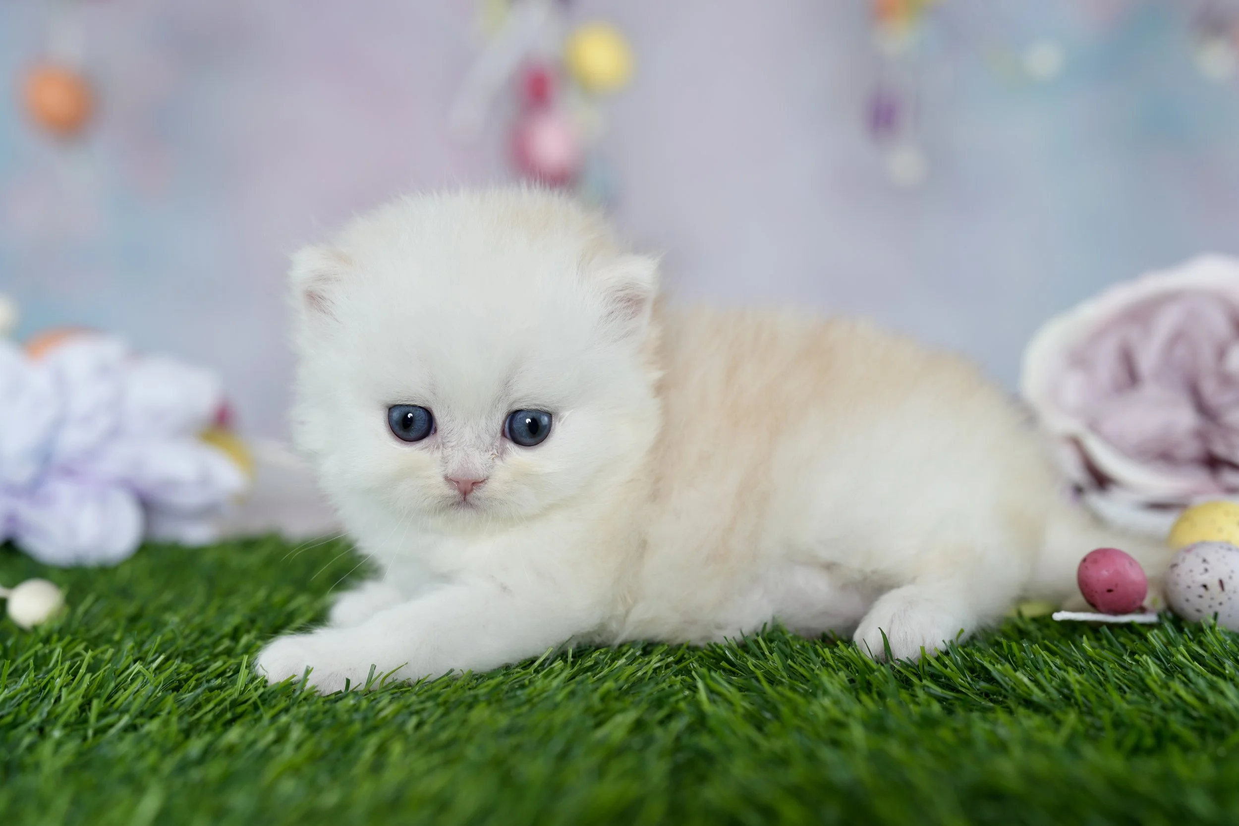 DREAMDOLL PERSIANS                                                                 ~SAGE ~ AVAILABLE