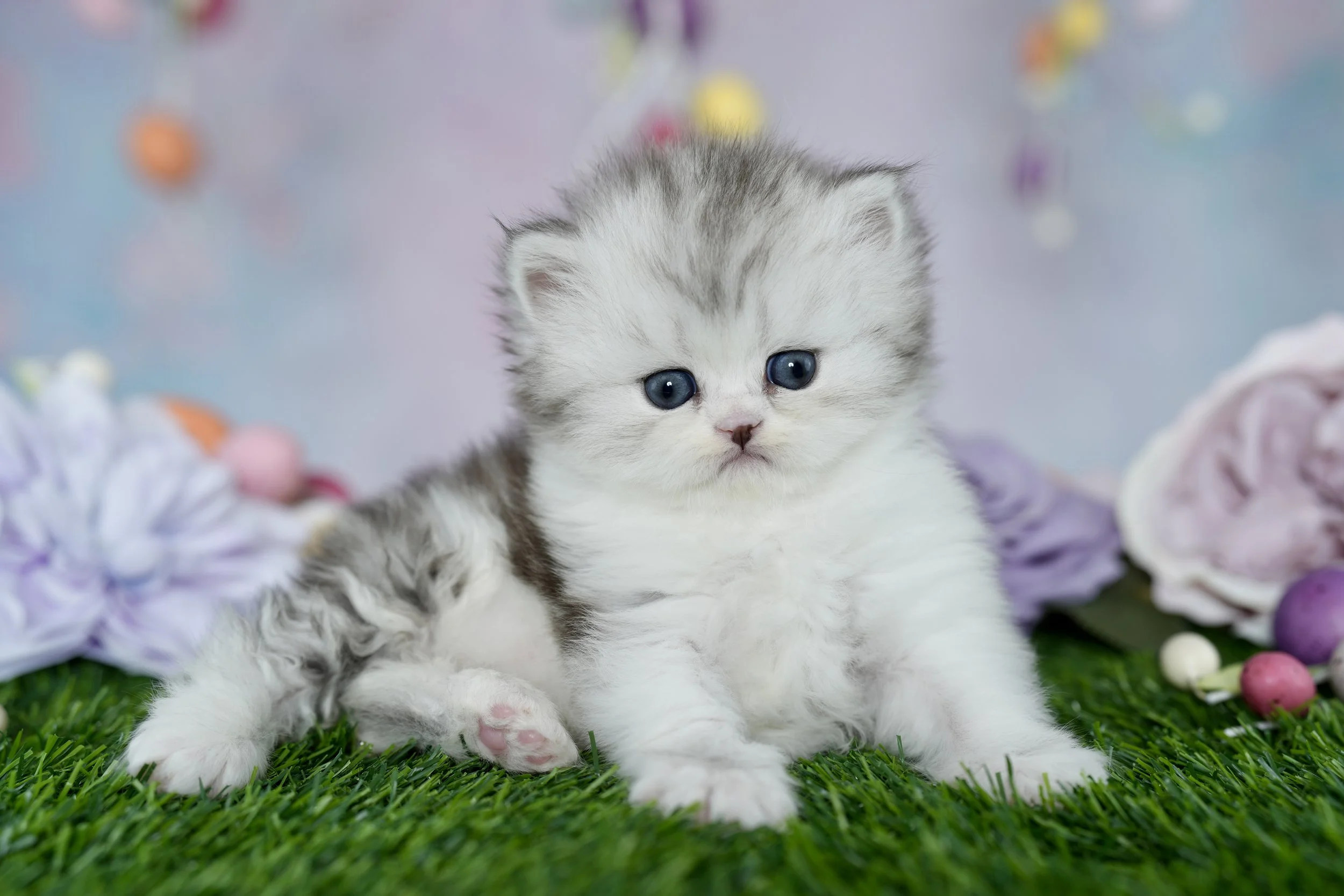 DREAMDOLL PERSIANS                    ~RILEY ~ AVAILABLE