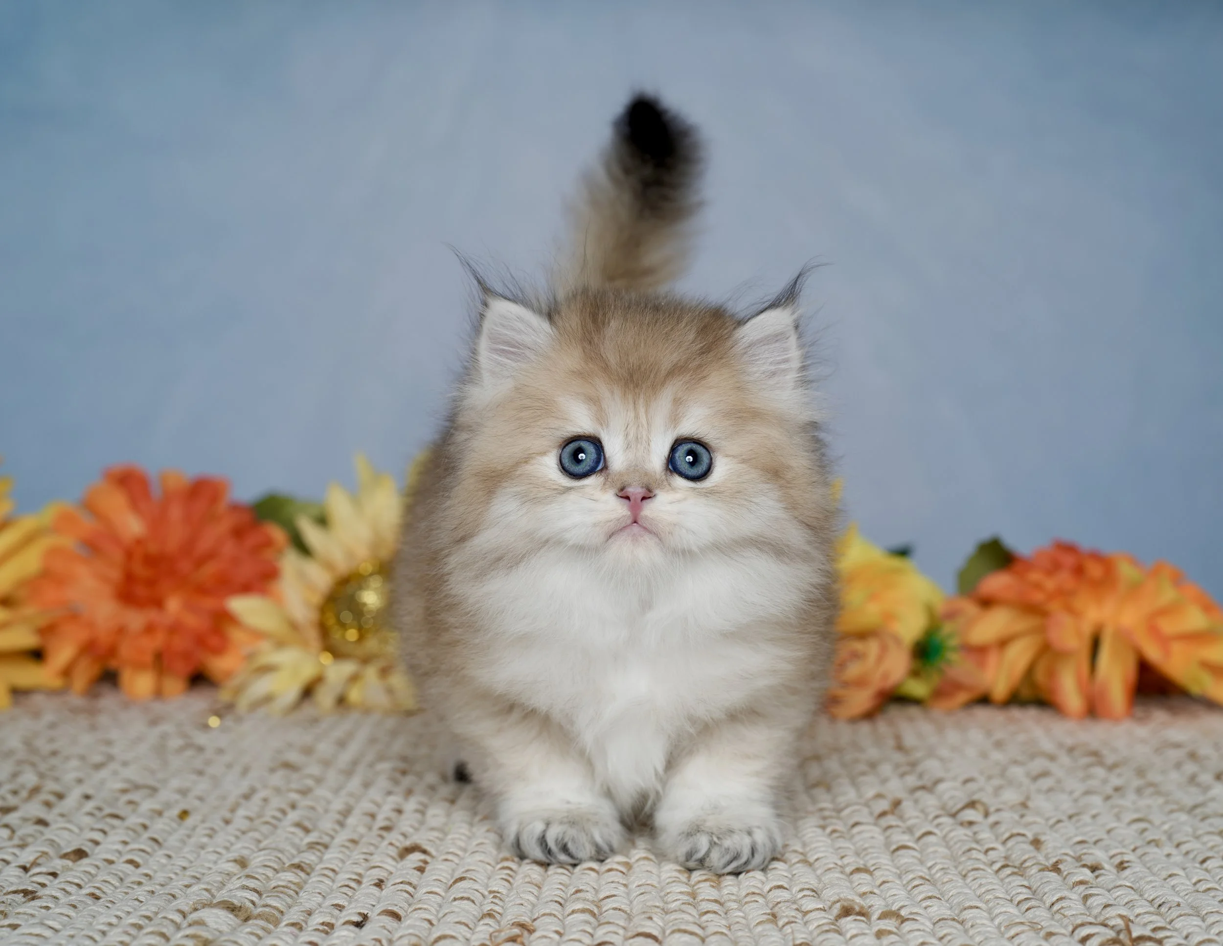 DREAMDOLL PERSIANS  ~SAWYER ~ AVAILABLE