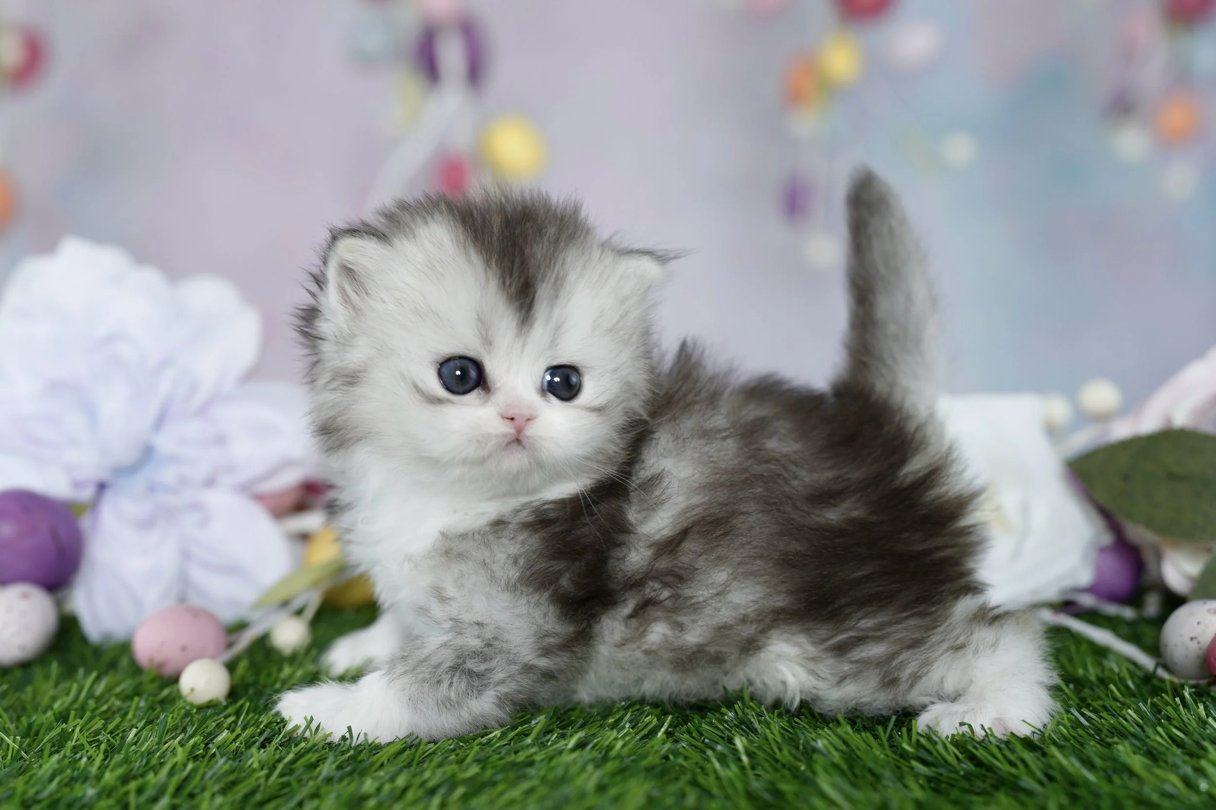 DREAMDOLL PERSIANS ~STERLING ~ AVAILABLE 