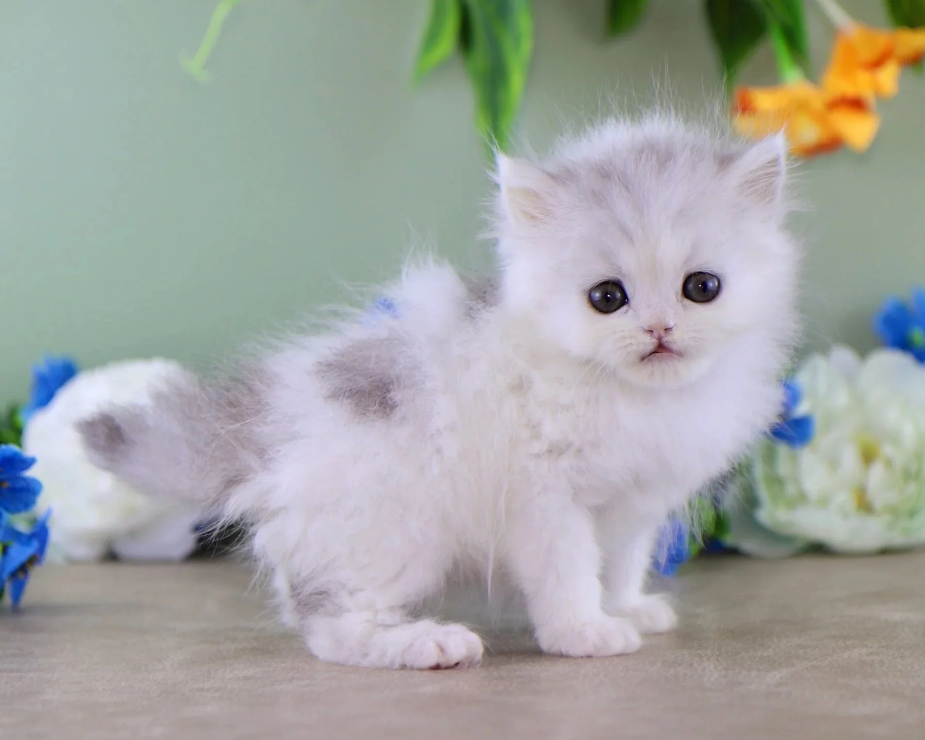Silver and white kitten