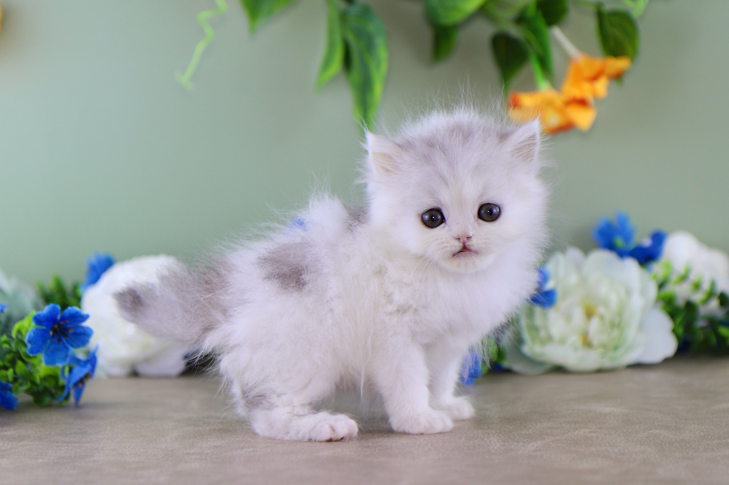 DREAMDOLL PERSIANS ~BIANCA~ AVAILABLE 