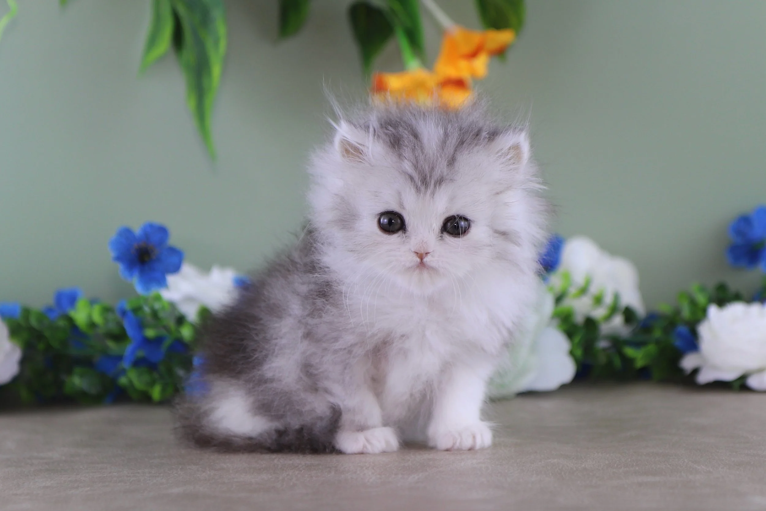 DREAMDOLL PERSIANS ~BELLA~ AVAILABLE 