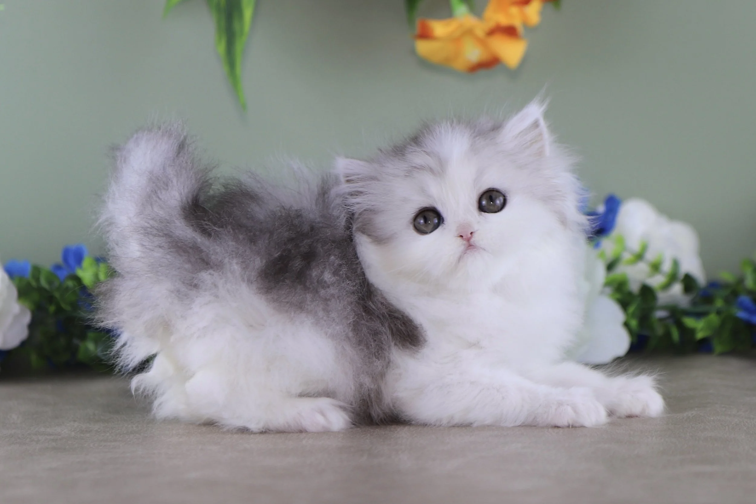 DREAMDOLL PERSIANS ~BRIANNA~ AVAILABLE 