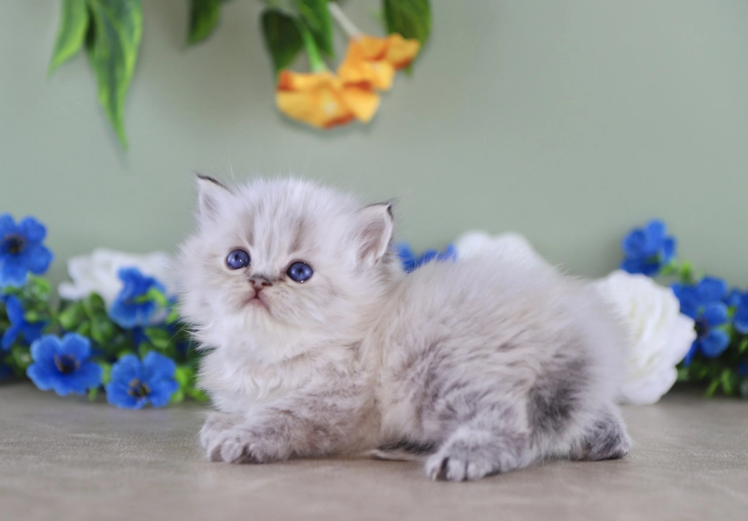 DREAMDOLL PERSIANS ~COLTON ~ AVAILABLE