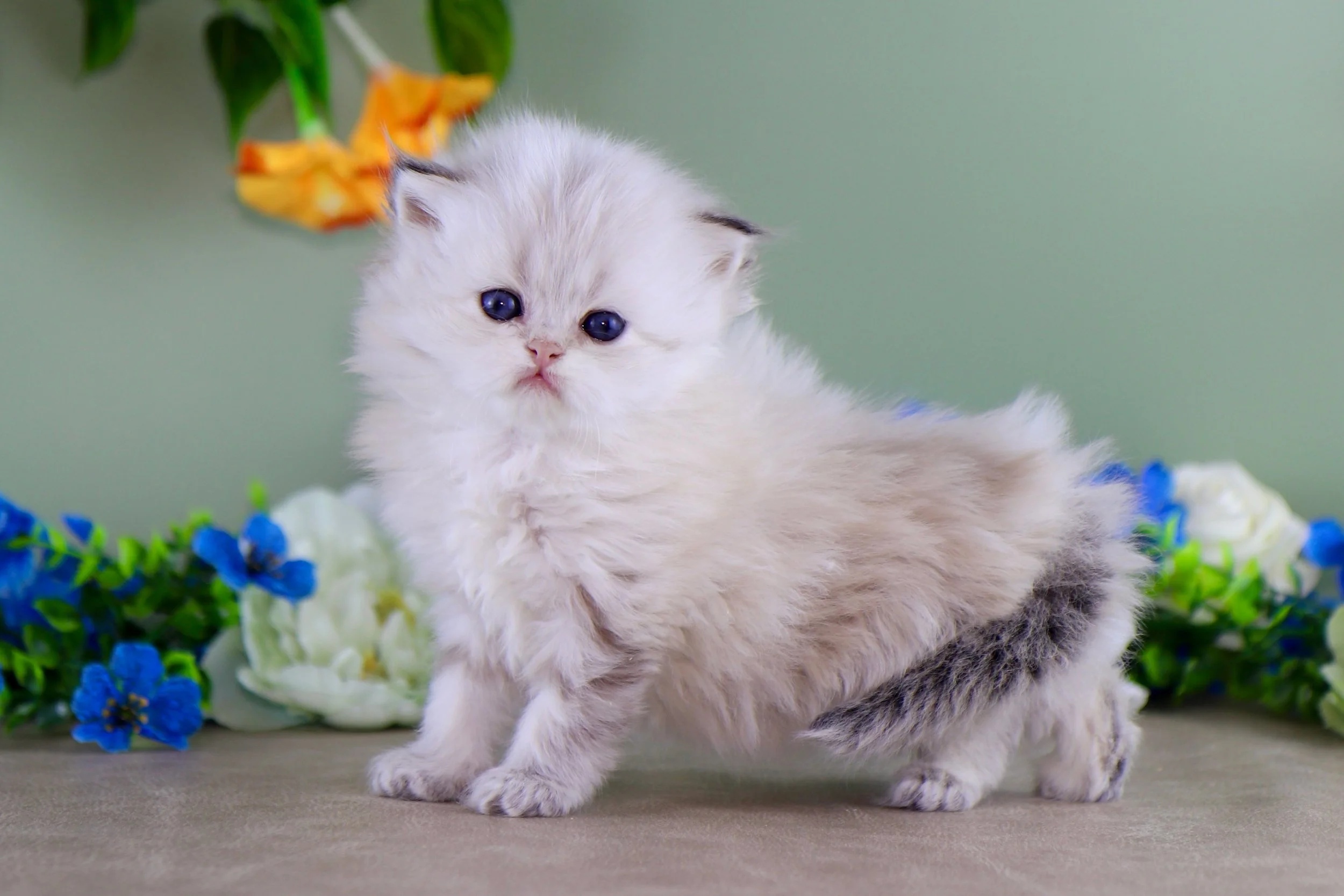 DREAMDOLL PERSIANS ~CHARLOTTE ~ AVAILABLE 