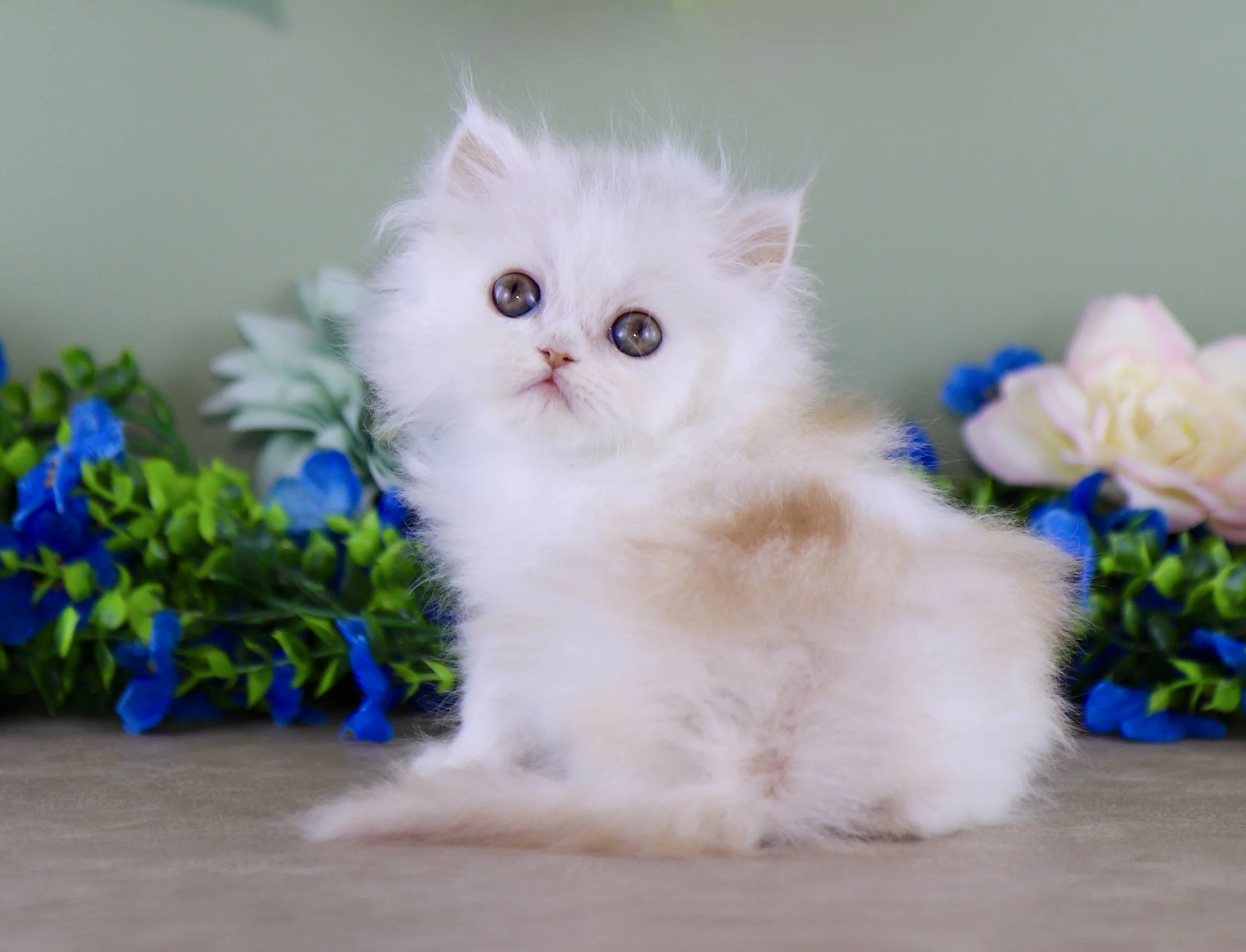 DREAMDOLL PERSIANS ~BENJI~ AVAILABLE 