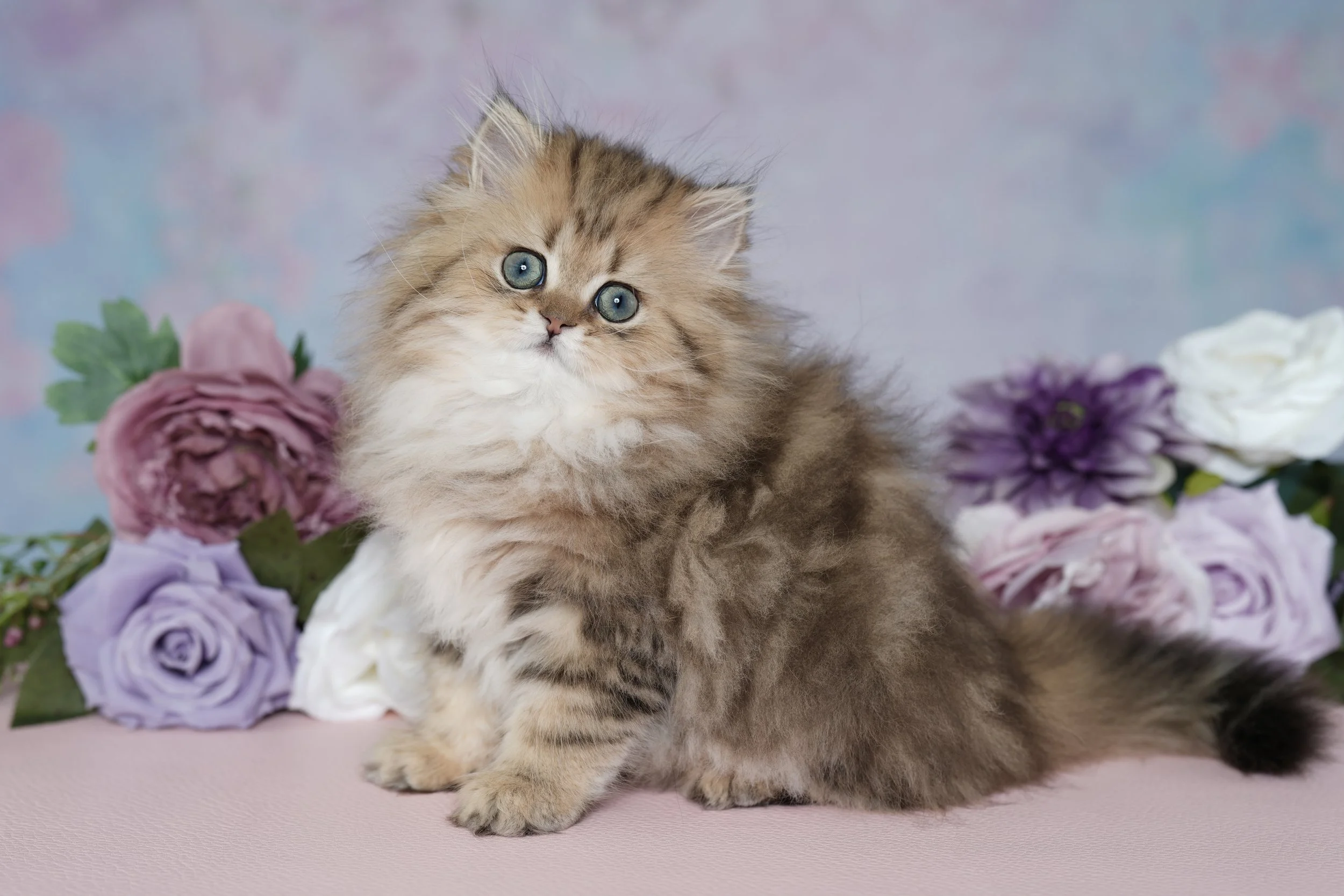 DREAMDOLL PERSIANS ~JACK ~ AVAILABLE ~READY NOW ~ 