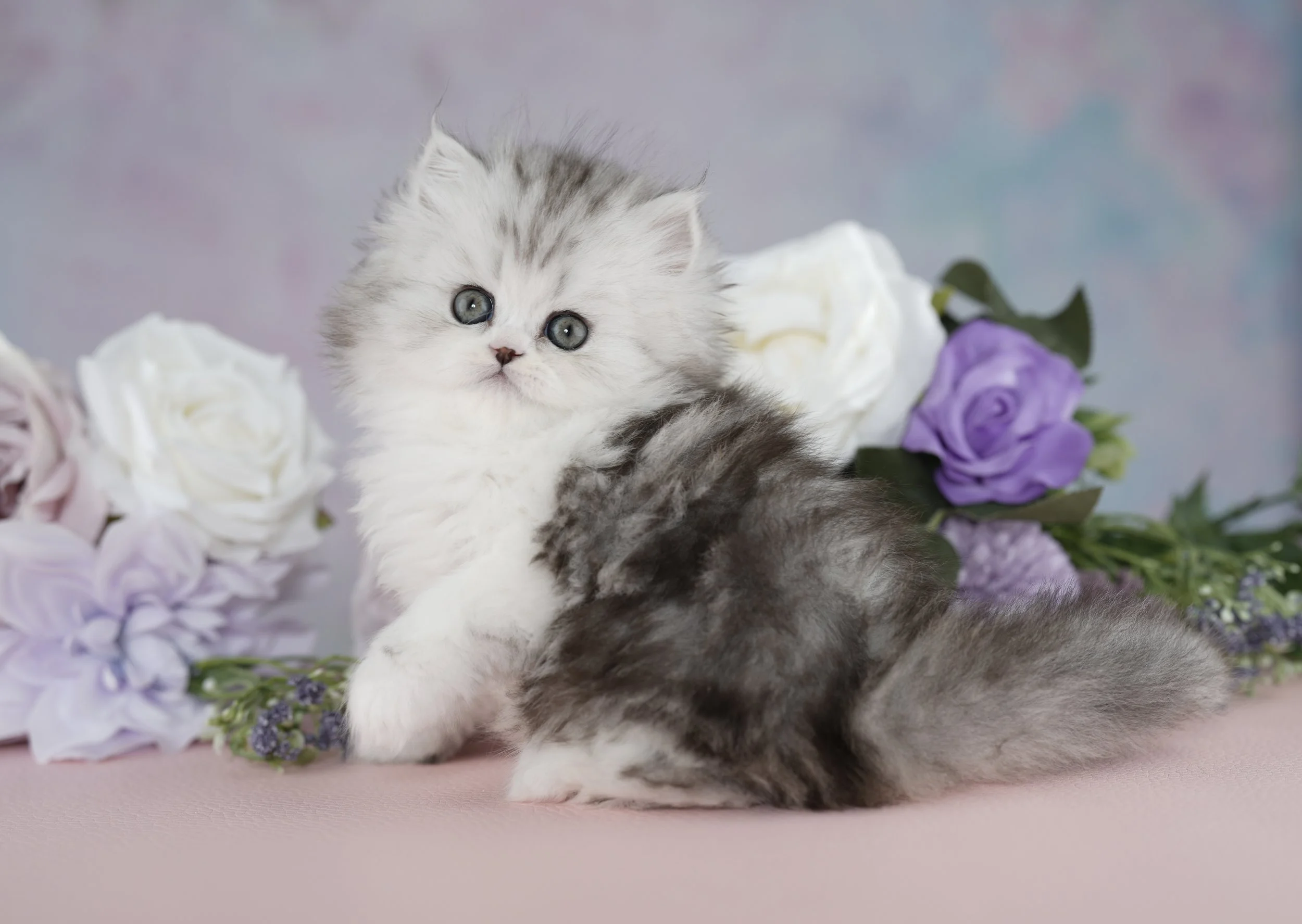 DREAMDOLL PERSIANS                    ~RILEY ~ AVAILABLE