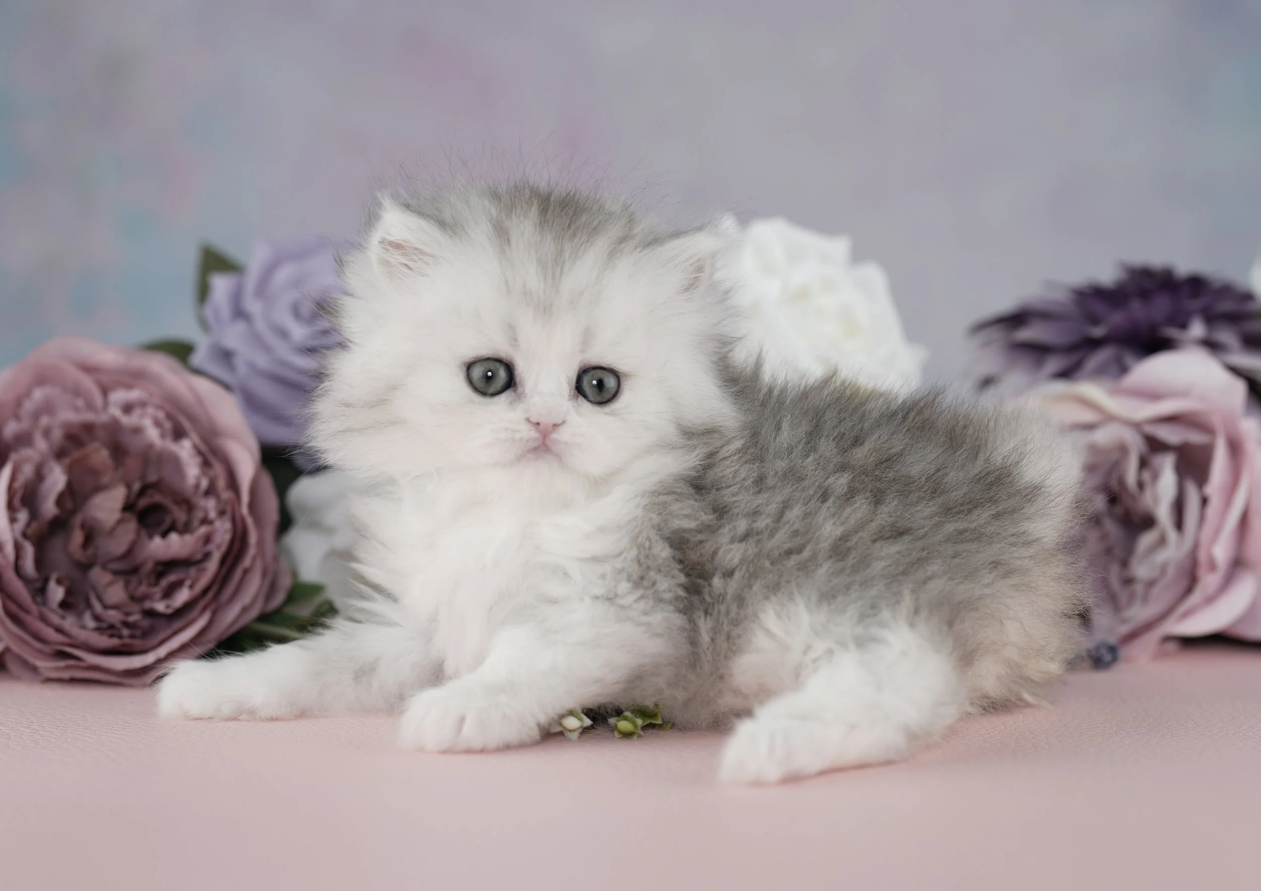 DREAMDOLL PERSIANS ~TINA ~ THE TEACUP PRINCESS ~ AVAILABLE