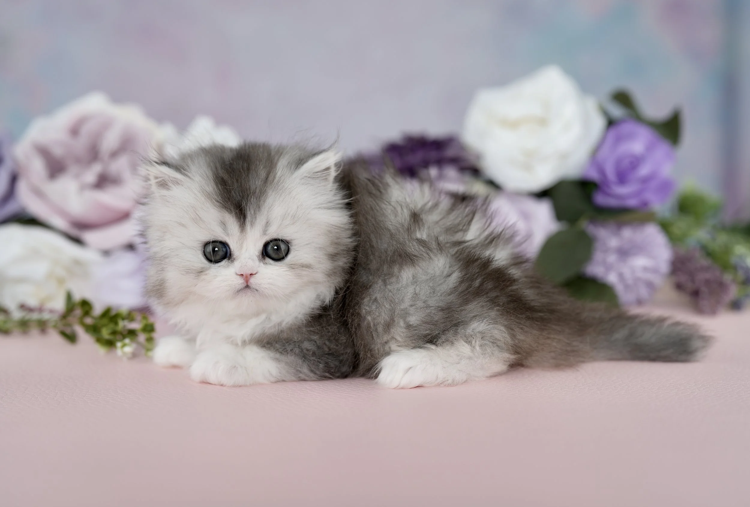 DREAMDOLL PERSIANS ~STERLING ~ AVAILABLE 