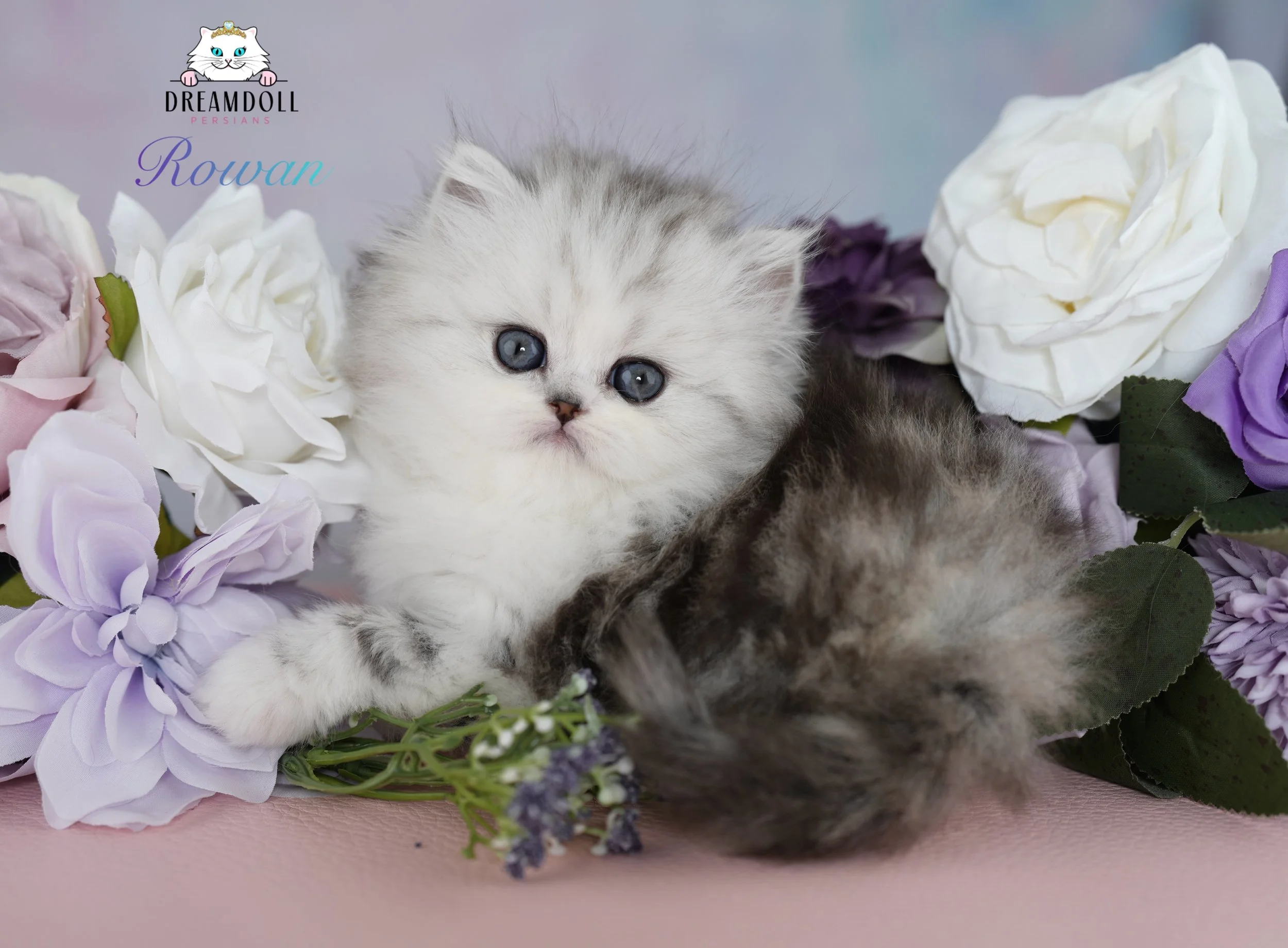 DREAMDOLL PERSIANS                             ~ROWAN ~ AVAILABLE