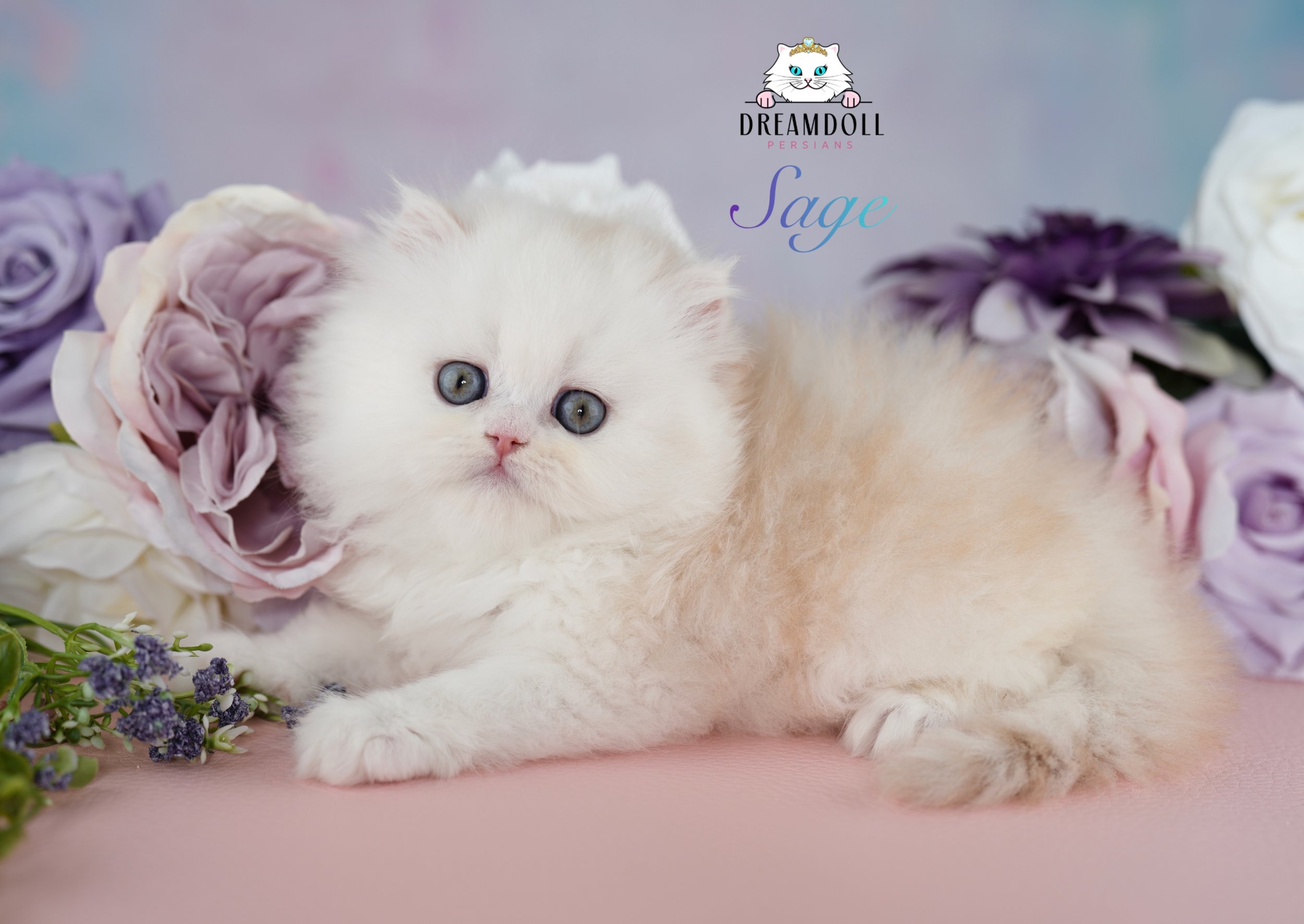 DREAMDOLL PERSIANS                                                                 ~SAGE ~ AVAILABLE