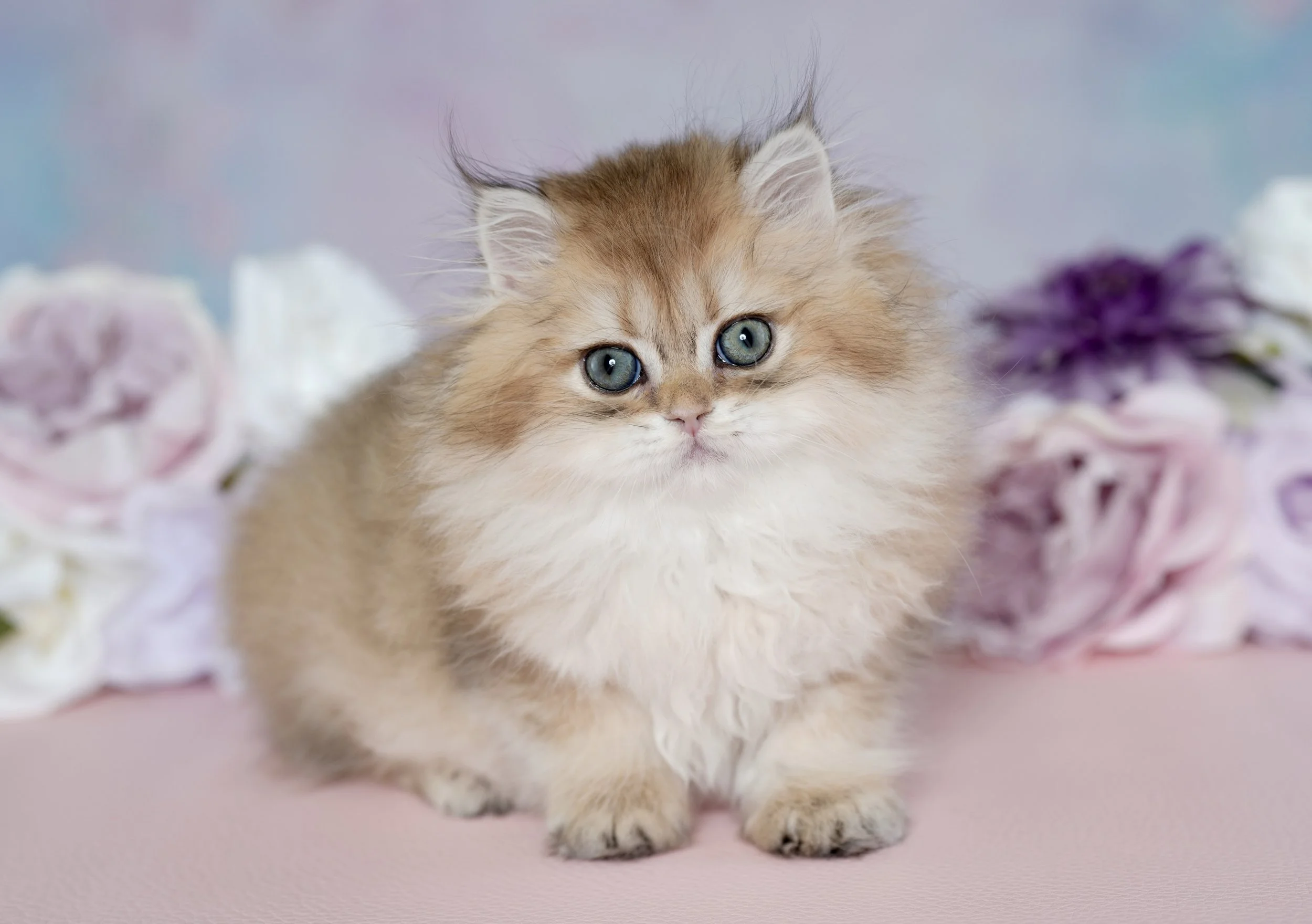 DREAMDOLL PERSIANS ~SASHA ~ AVAILABLE    ~READY NOW~