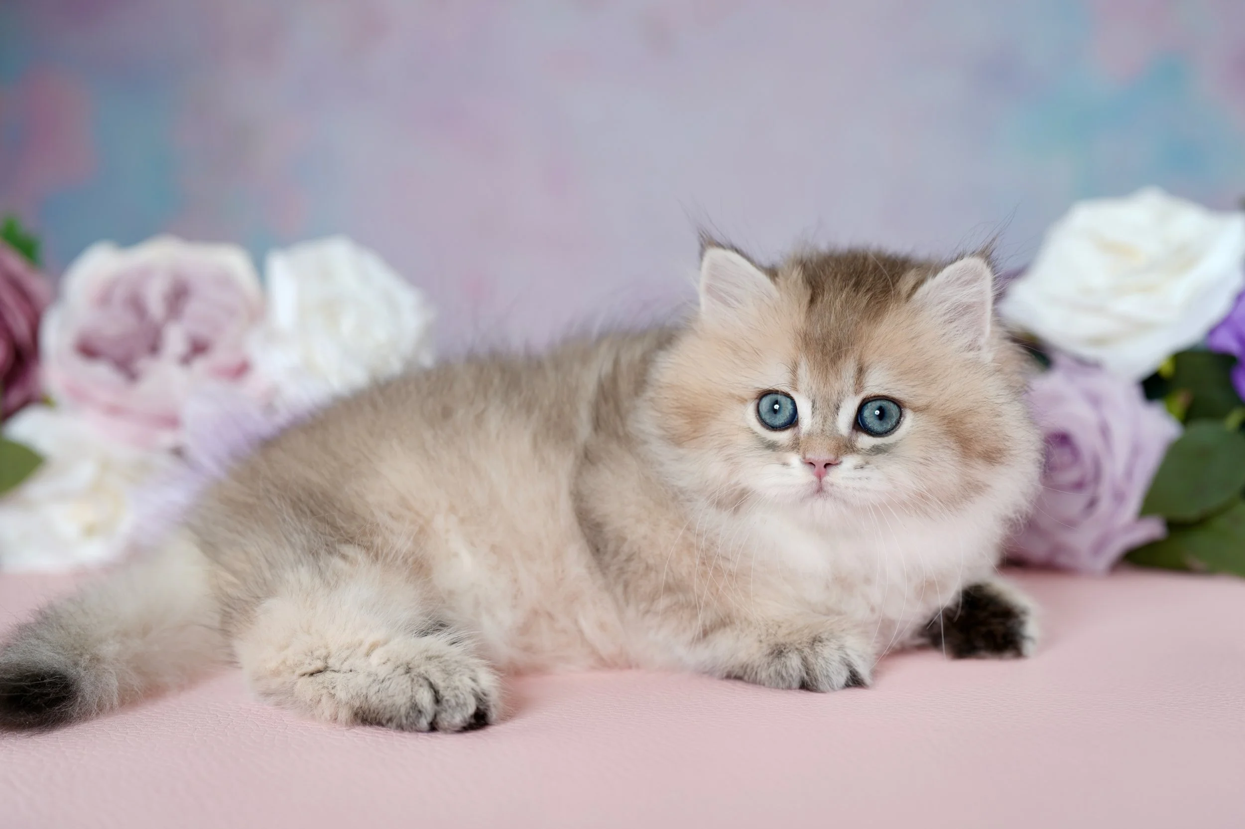 DREAMDOLL PERSIANS ~SIMON~ AVAILABLE ~ READY NOW~