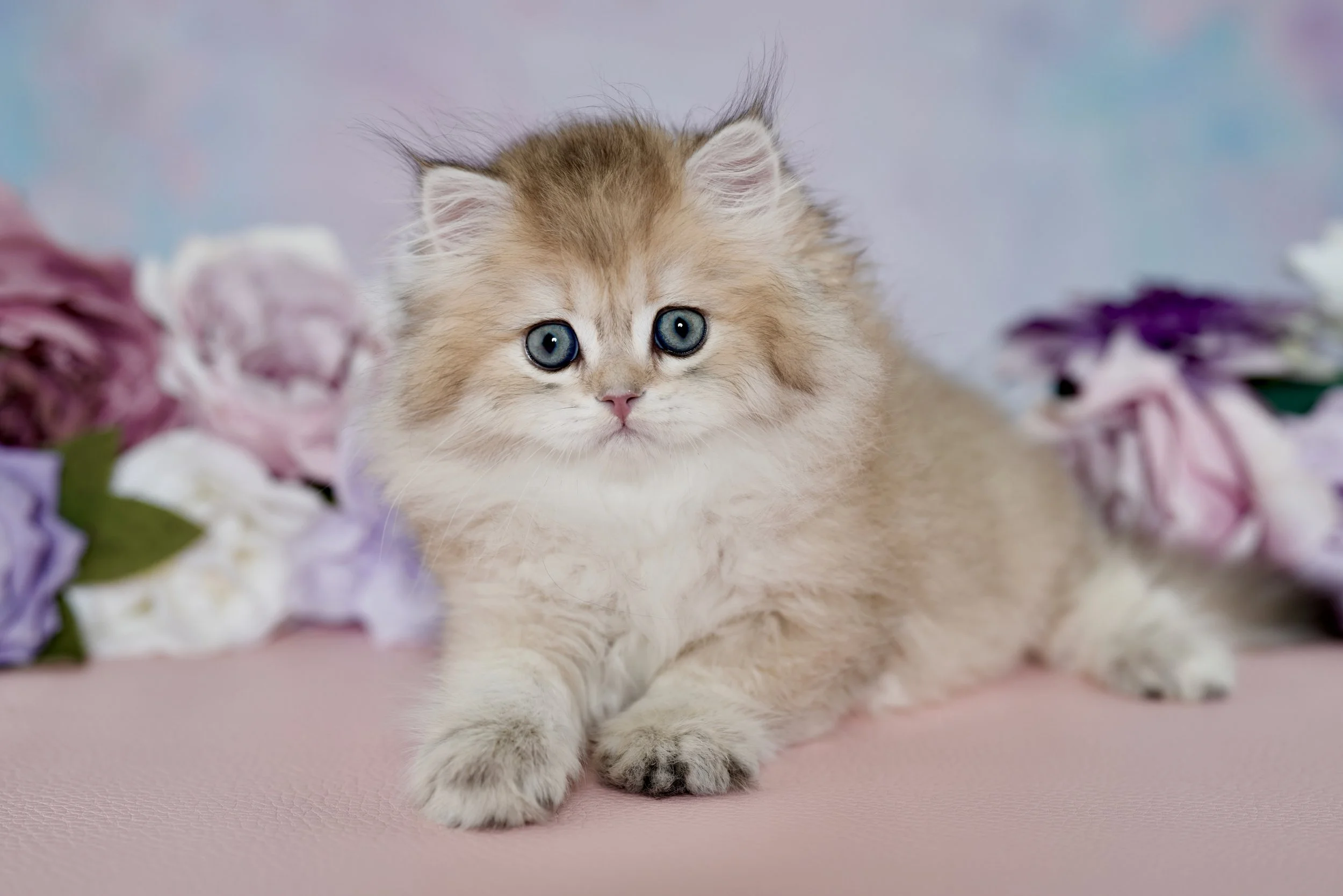 DREAMDOLL PERSIANS ~SAWYER ~ AVAILABLE ~READY NOW~ 