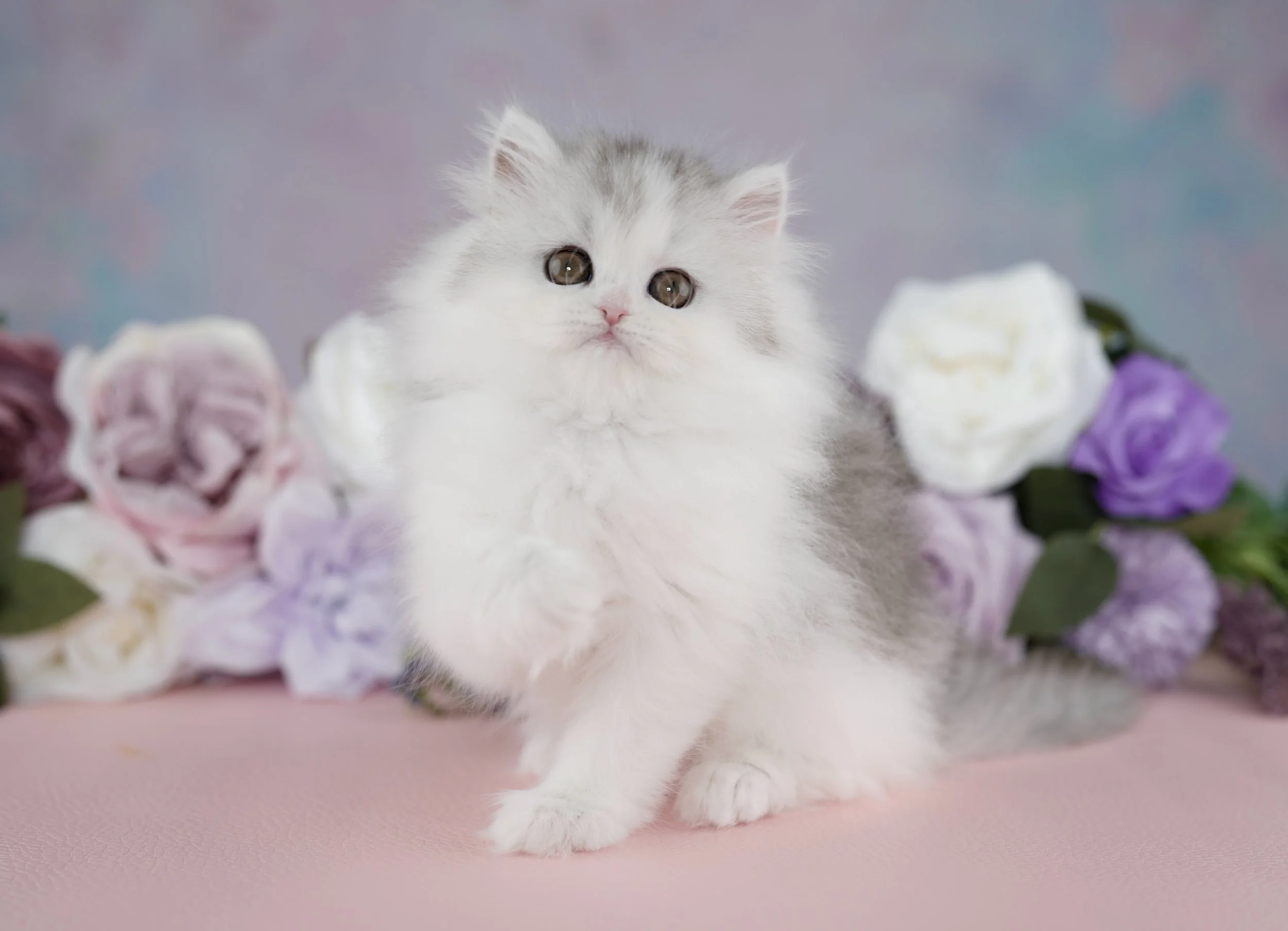 DREAMDOLL PERSIANS ~BRIANNA~ AVAILABLE 