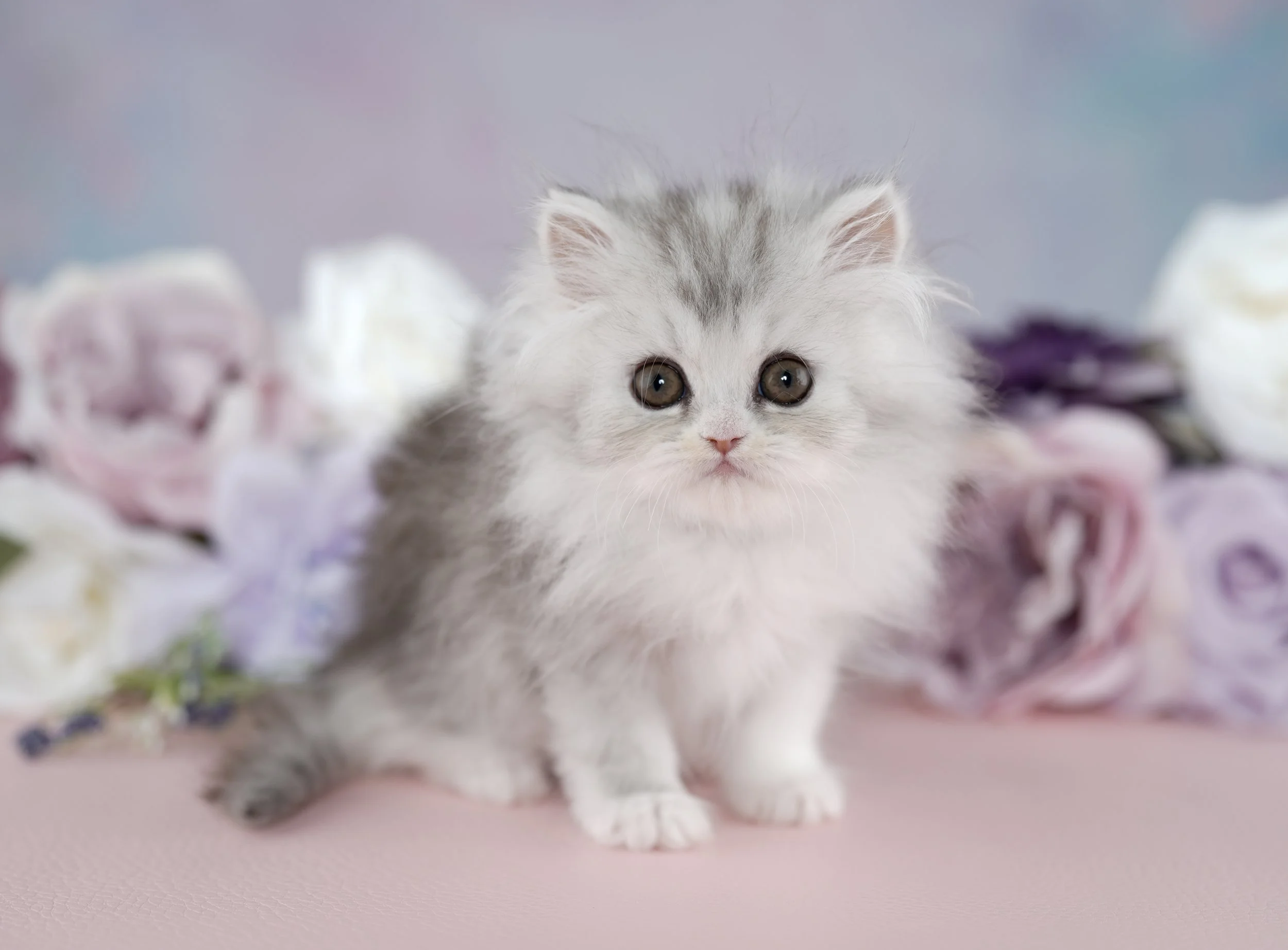 DREAMDOLL PERSIANS ~BELLA~ AVAILABLE 