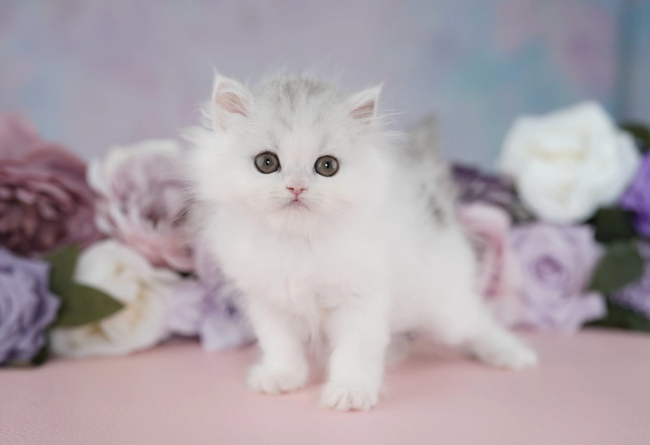 DREAMDOLL PERSIANS ~BIANCA~ AVAILABLE 