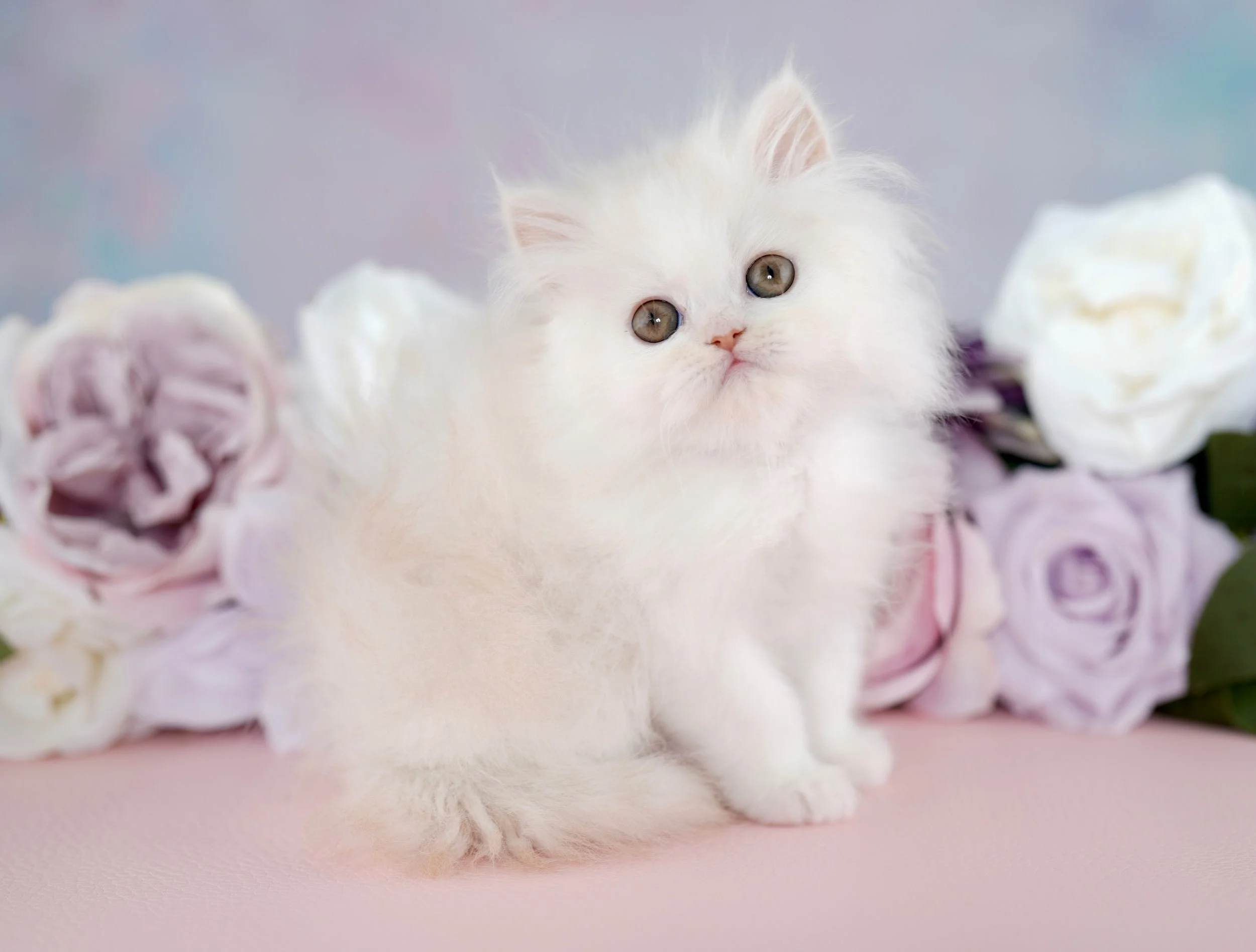 DREAMDOLL PERSIANS ~BENJI~ AVAILABLE 