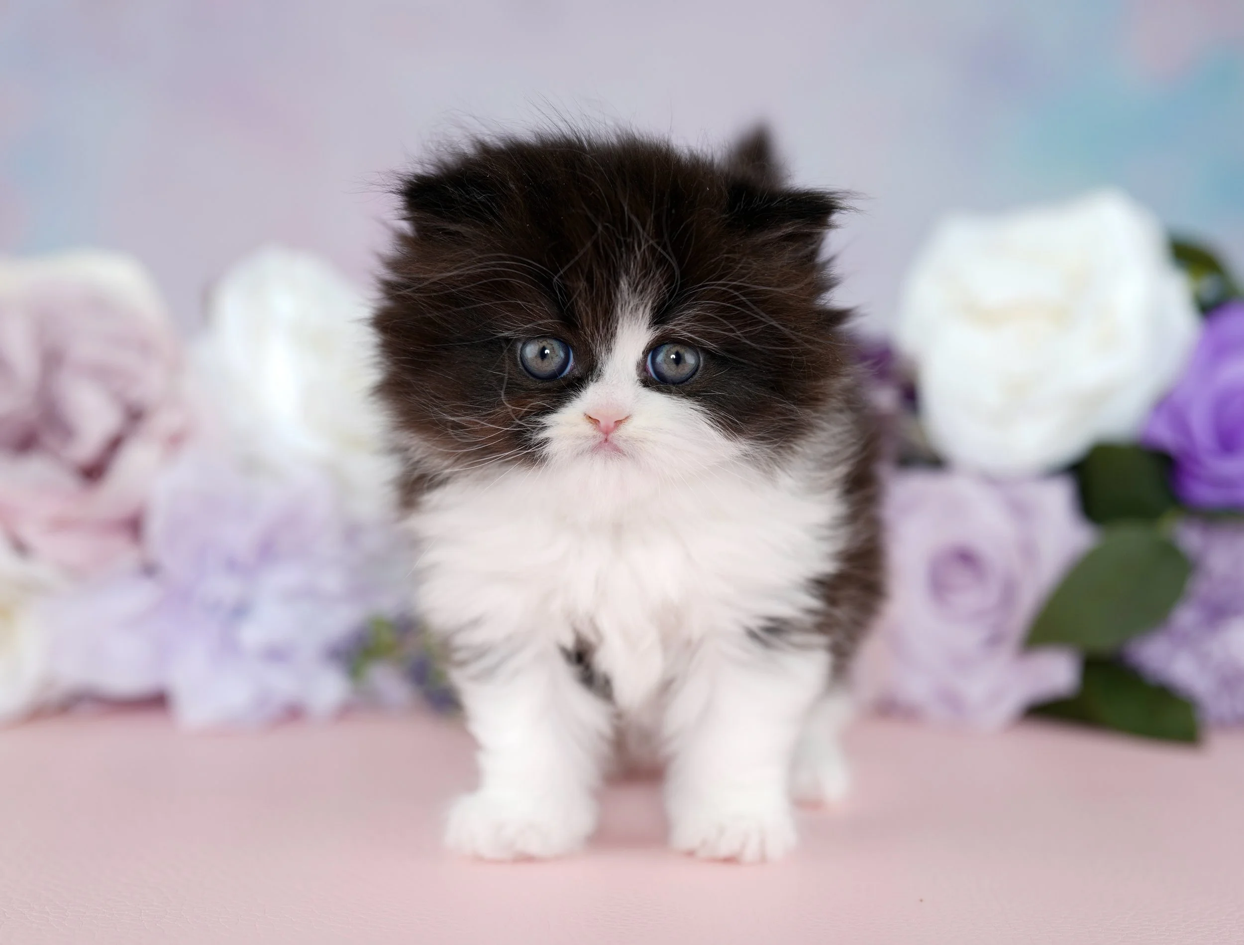 DREAMDOLL PERSIANS ~PANDORA ~ AVAILABLE 