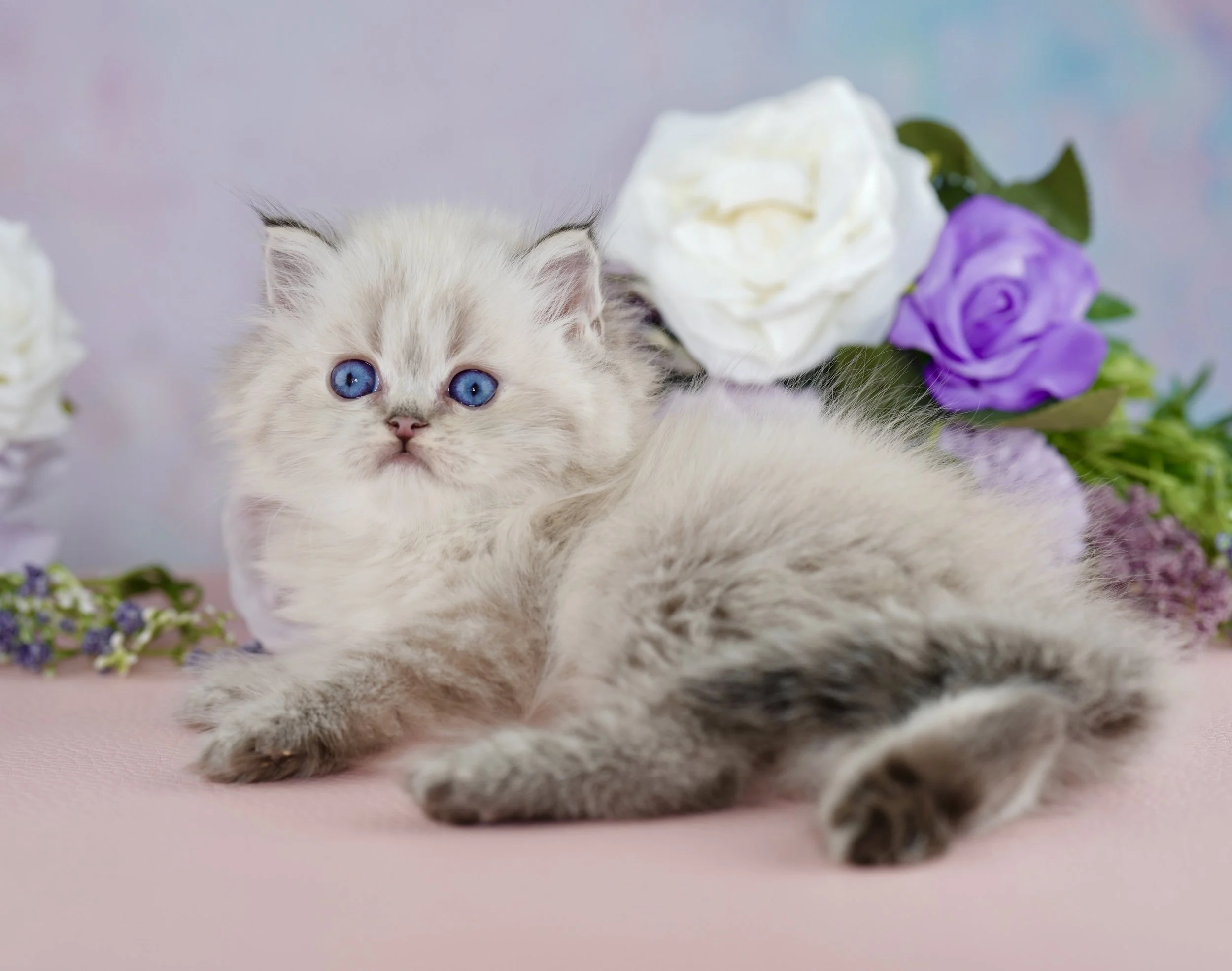 DREAMDOLL PERSIANS ~COLTON ~ AVAILABLE