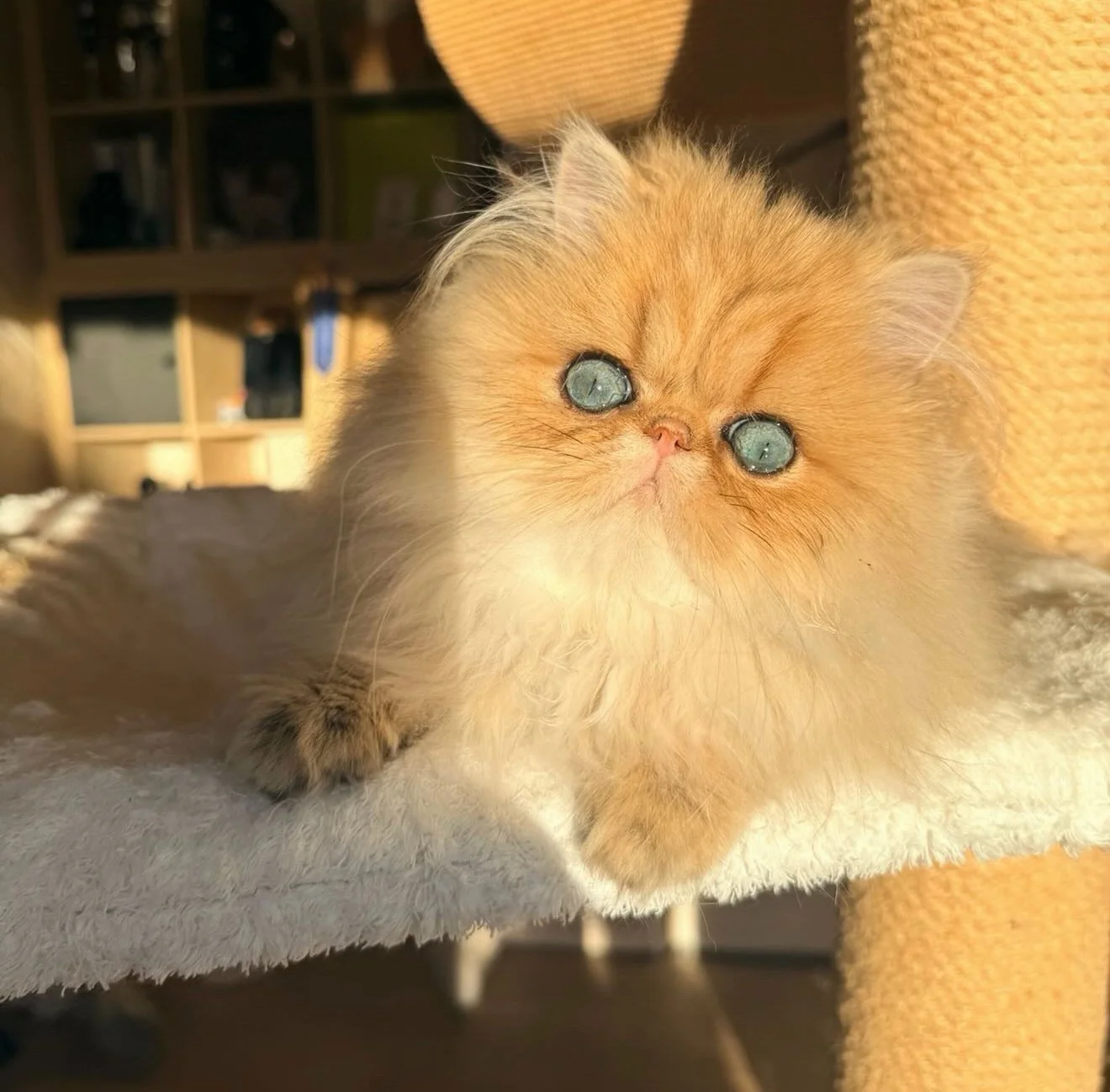 Bright golden persian cat sitting on a cat tree