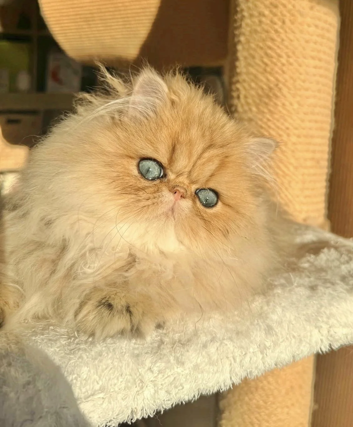 Fluffy golden cat with blue eyes 