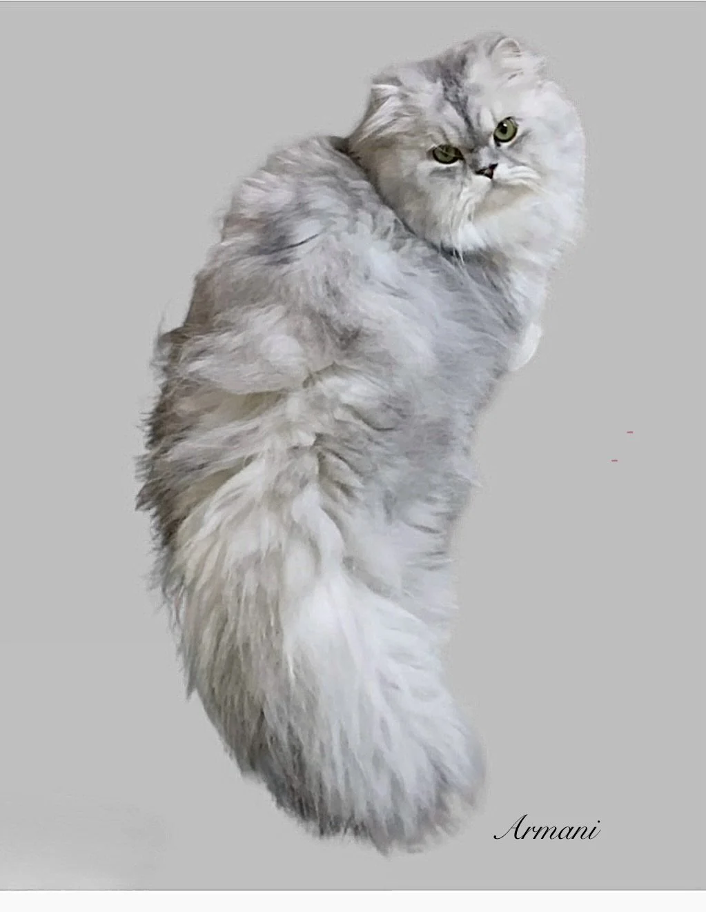 DREAMDOLL PERSIANS ~ ARMANI