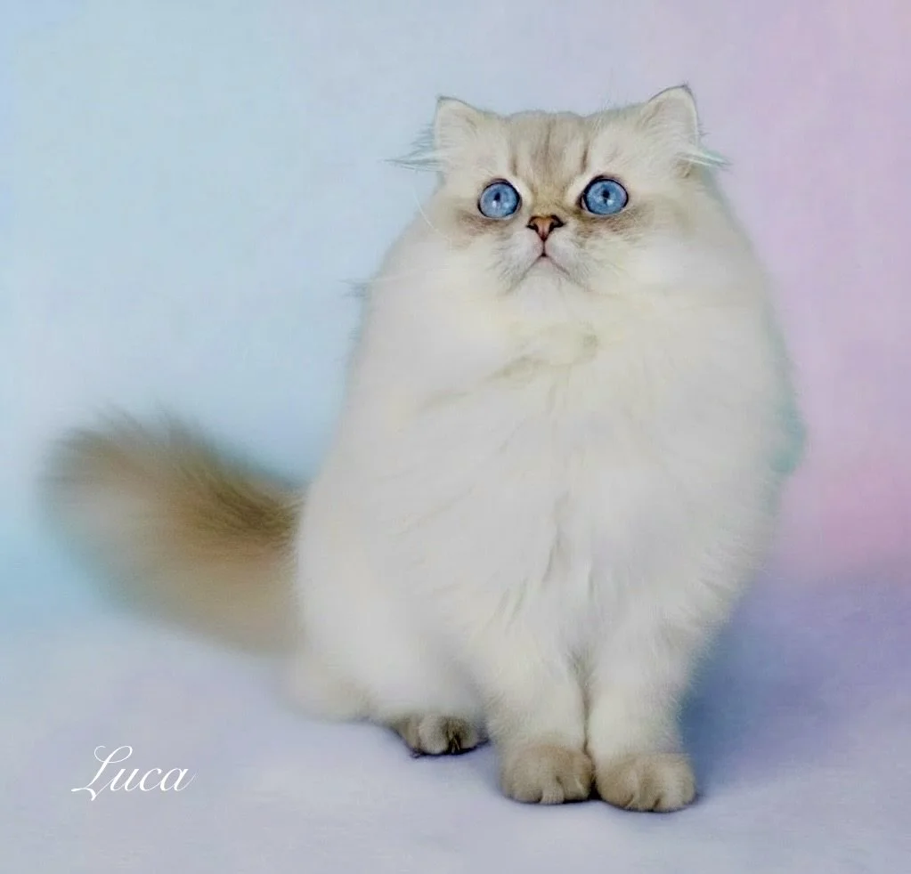 DREAMDOLL PERSIANS ~ LUCA