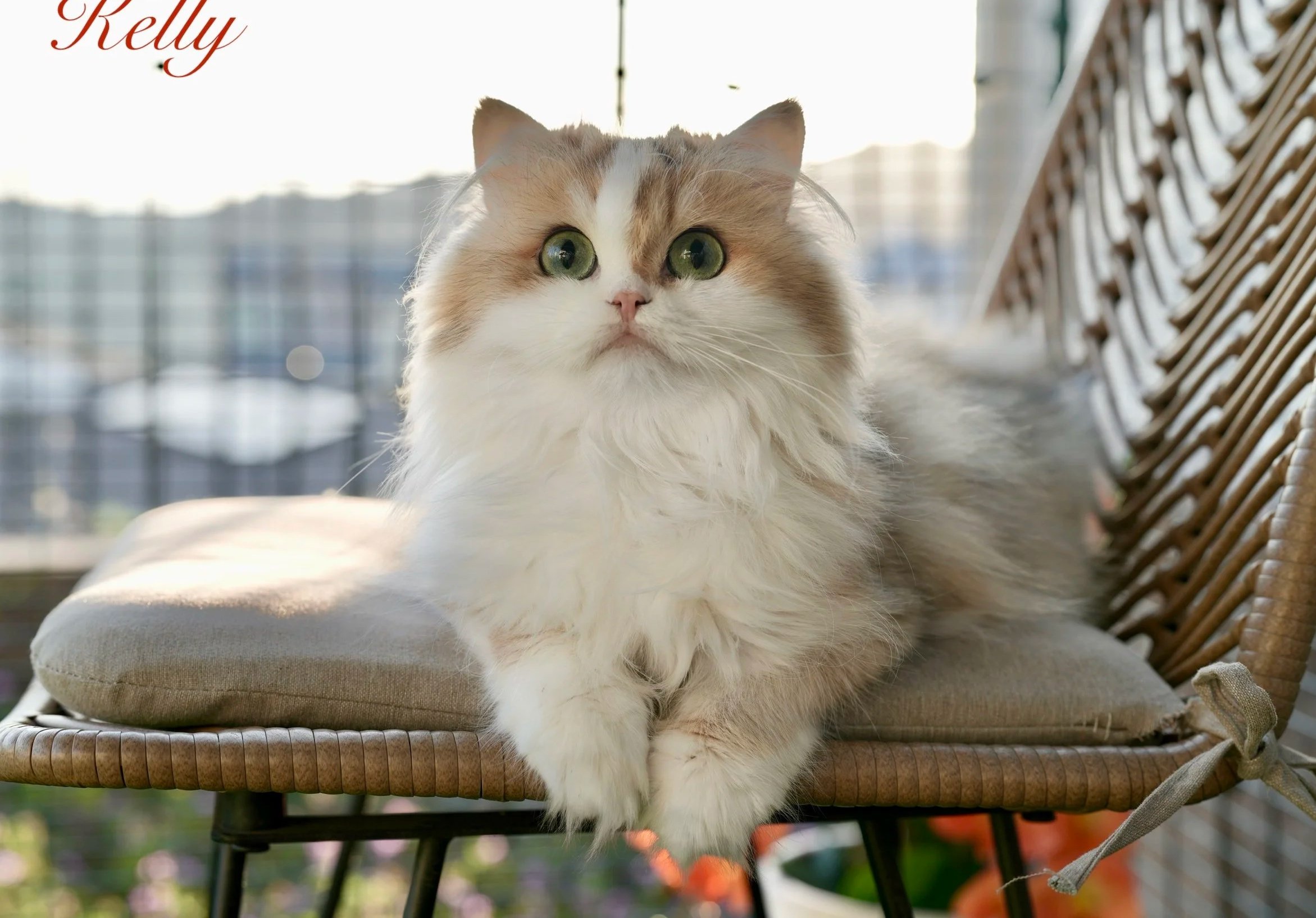 DREAMDOLL PERSIANS ~ KELLY