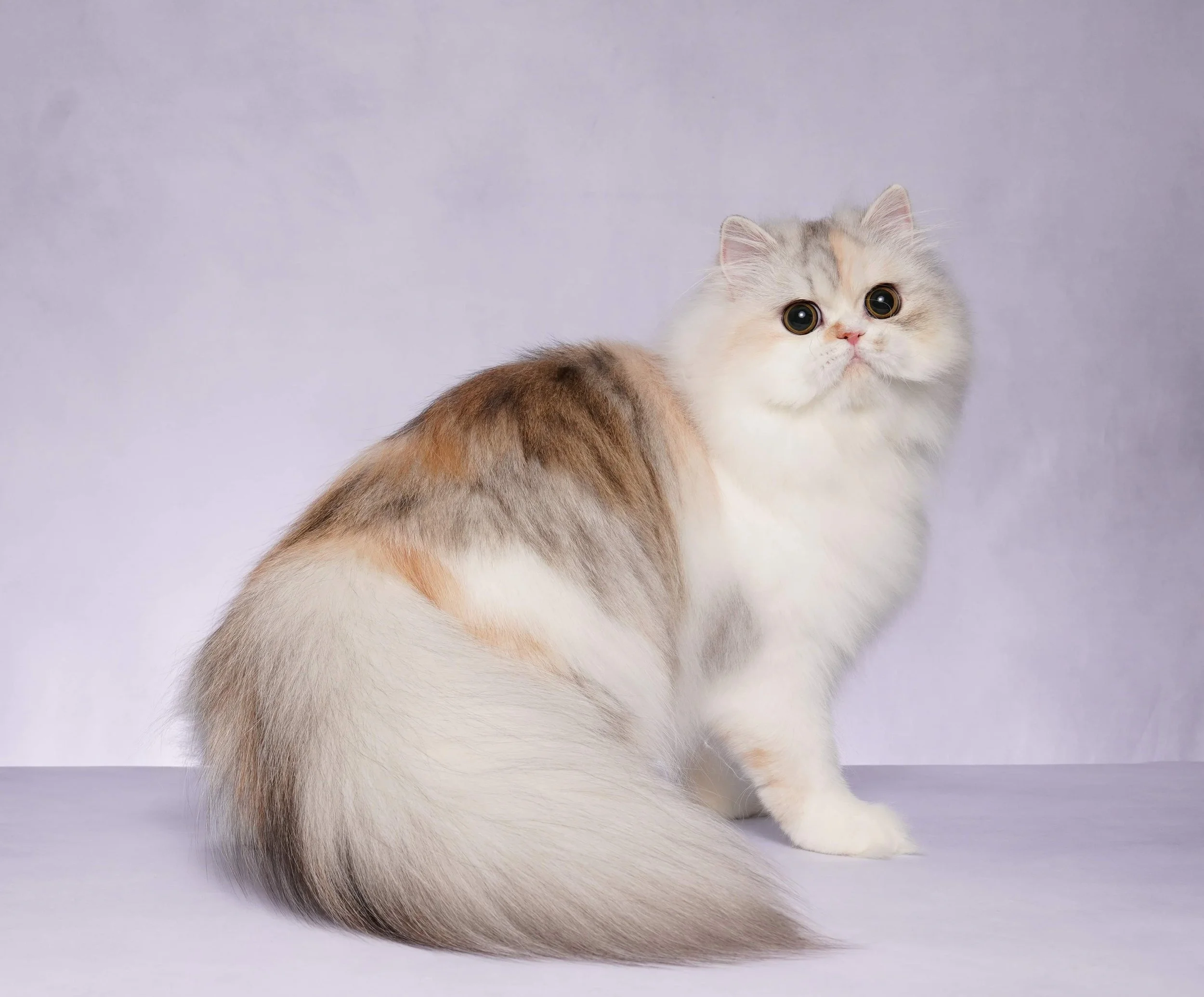 DREAMDOLL PERSIANS ~ JEWEL