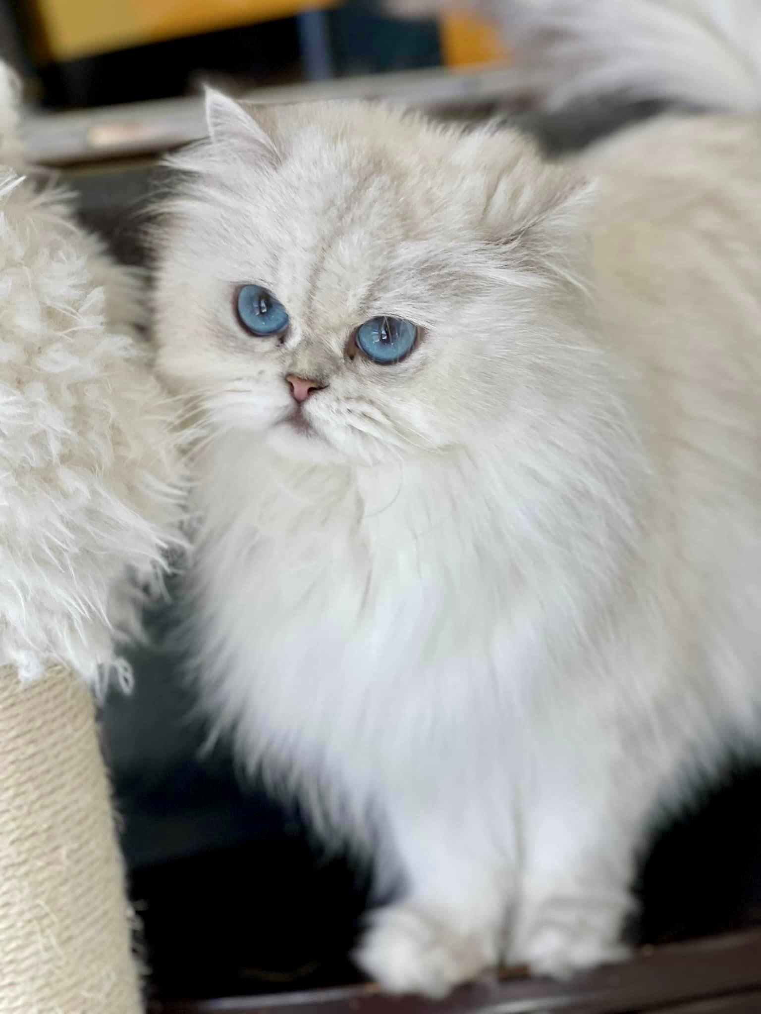 DREAMDOLL PERSIANS ~ NEELA