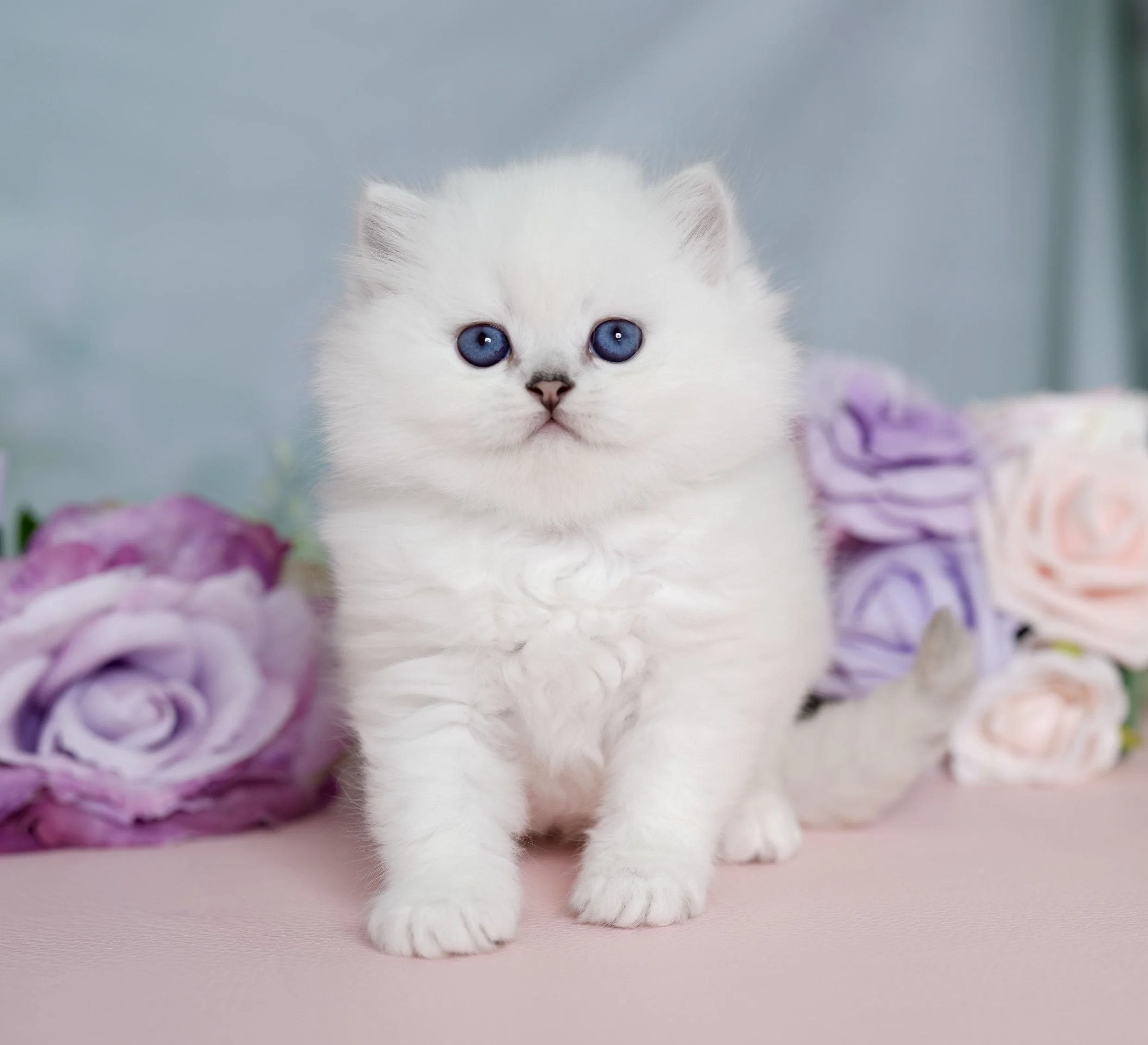 fluffy blue eyed white kitten