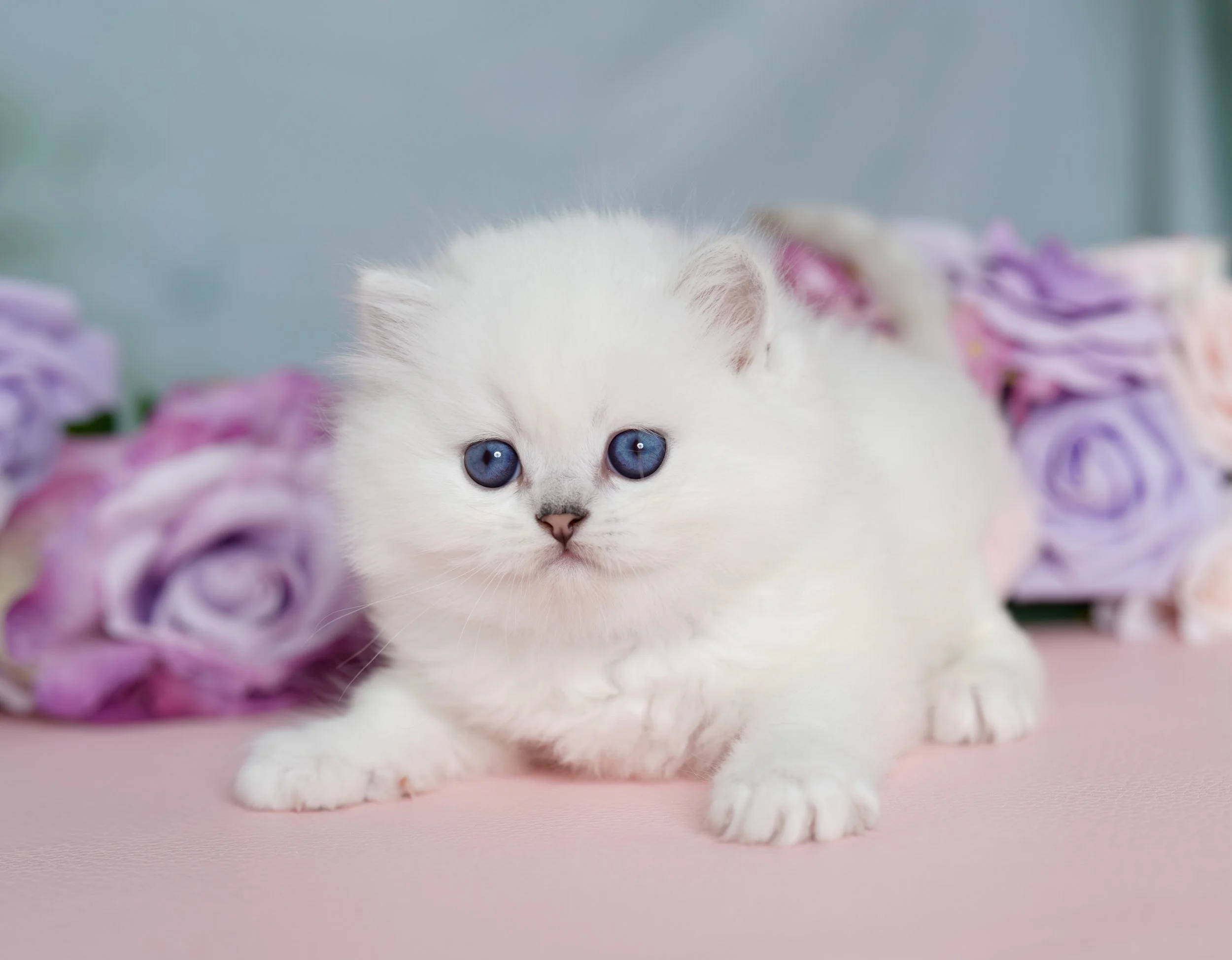 white kitten with purple flowers