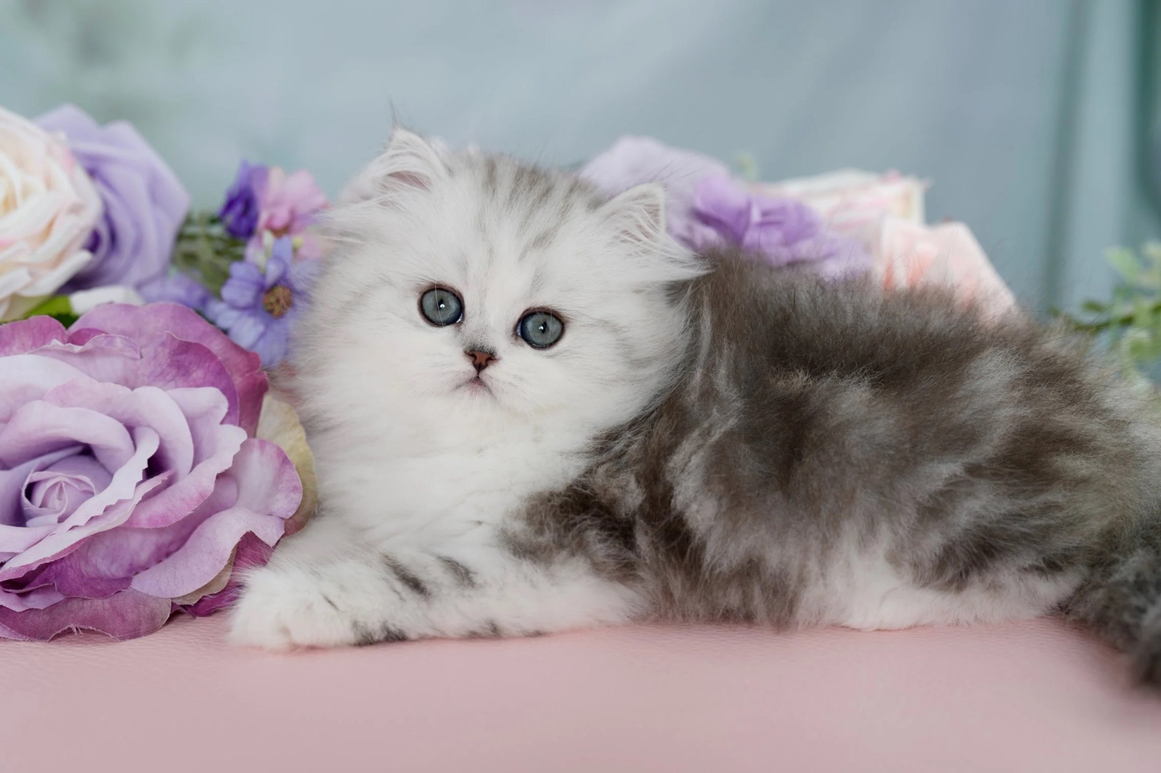 DREAMDOLL PERSIANS                             ~ROWAN ~ AVAILABLE