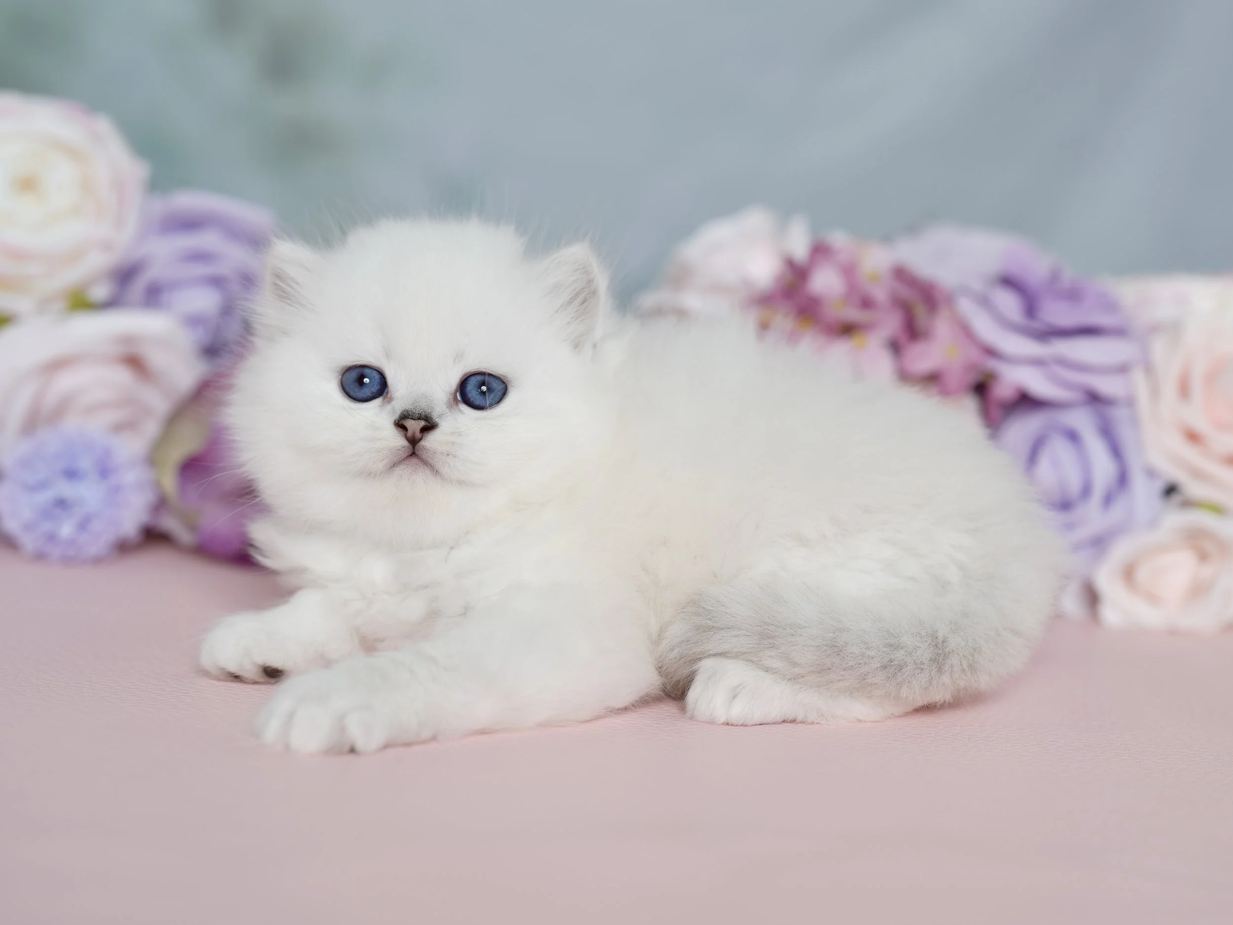 DREAMDOLL PERSIANS ~OCEAN ~ AVAILABLE 