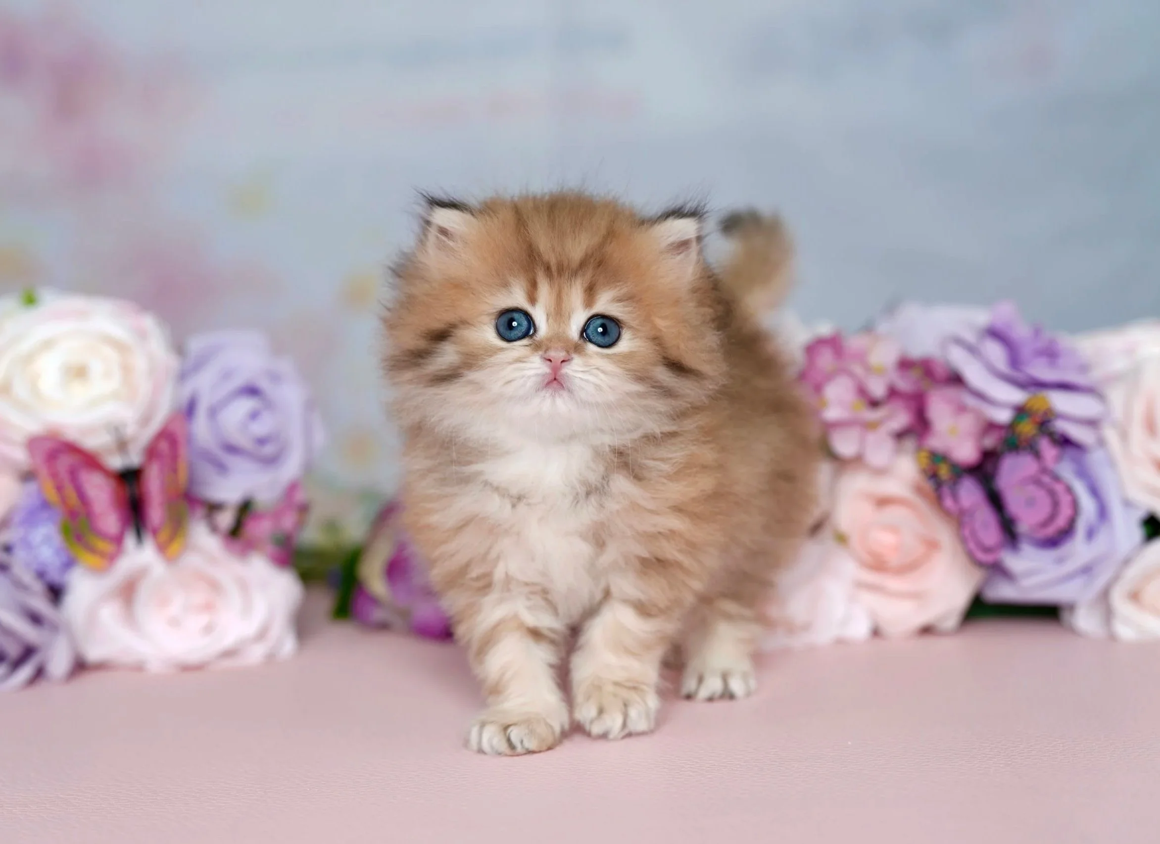 Bright orange and gold kitten with blue eyes