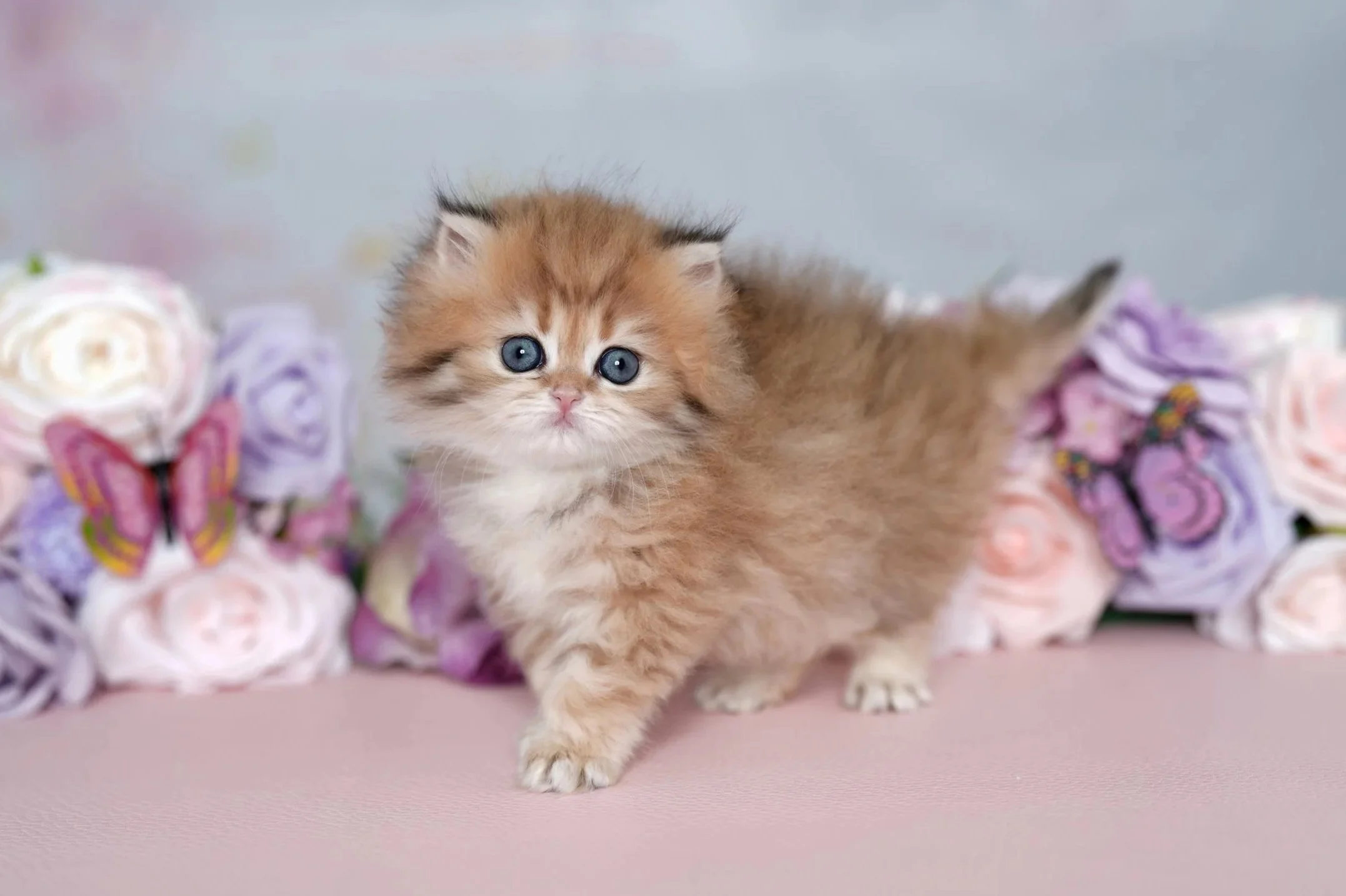 fluffy golden kitten with purple flowers