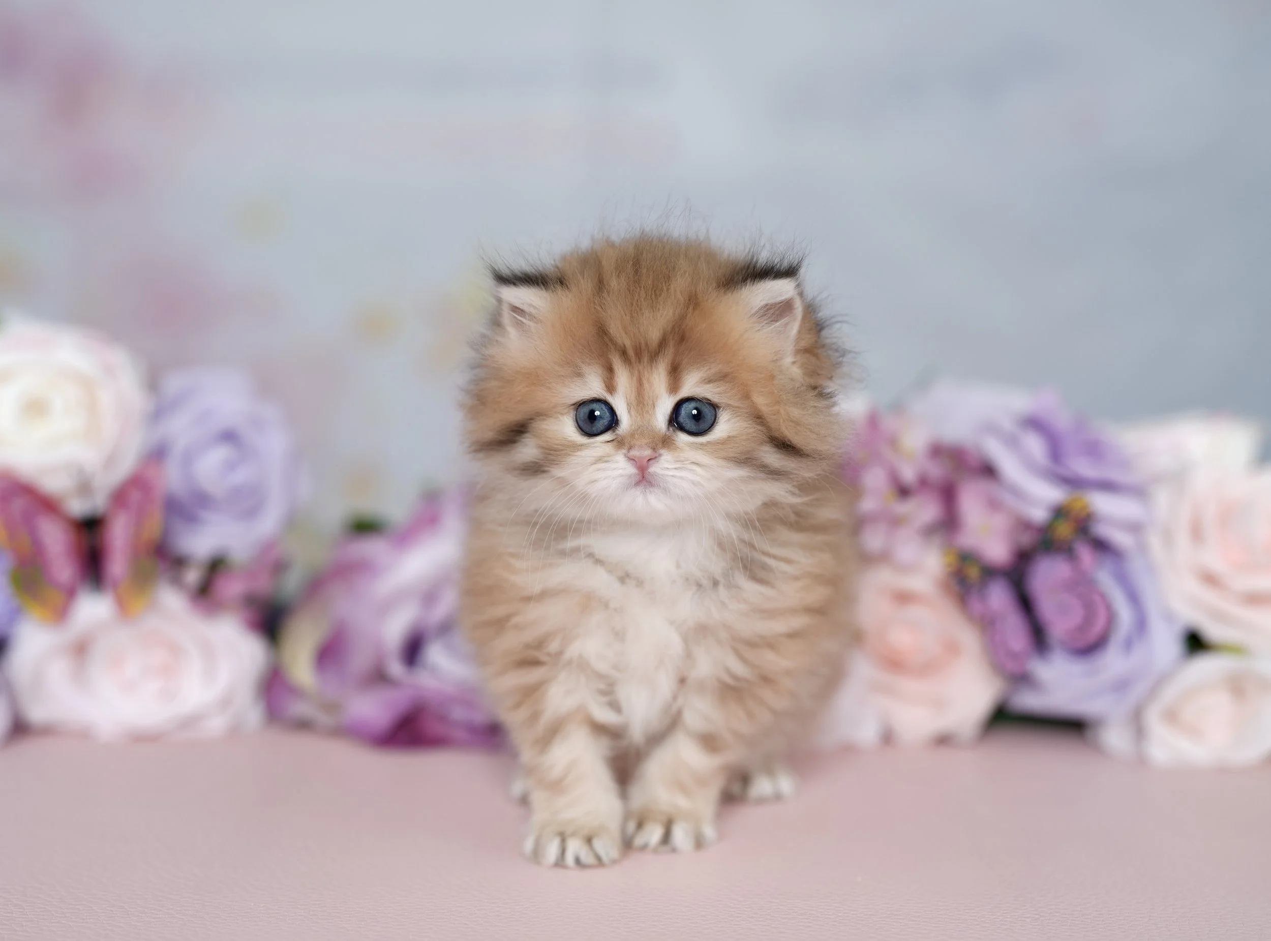 DREAMDOLL PERSIANS ~SUNSET ~ AVAILABLE 