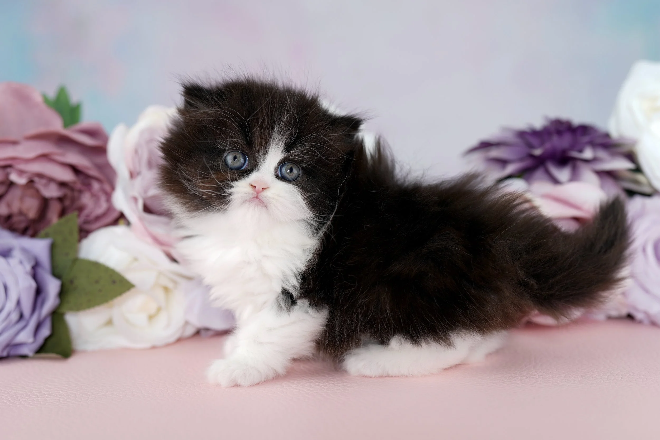 DREAMDOLL PERSIANS ~PANDORA ~ AVAILABLE 