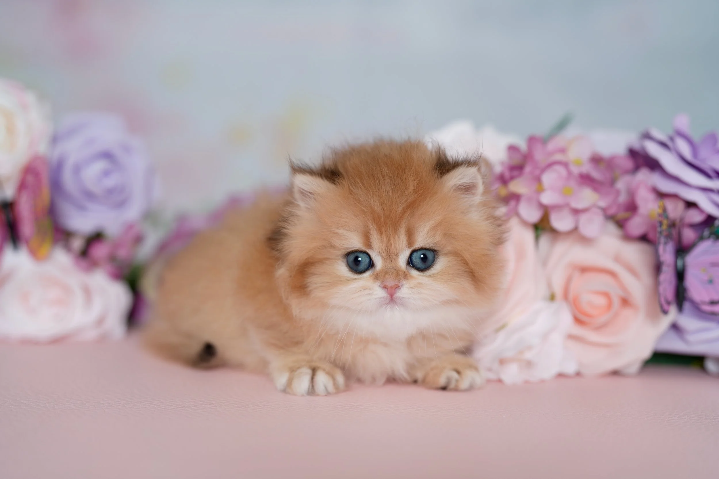 DREAMDOLL PERSIANS ~SCARLETT ~ AVAILABLE 