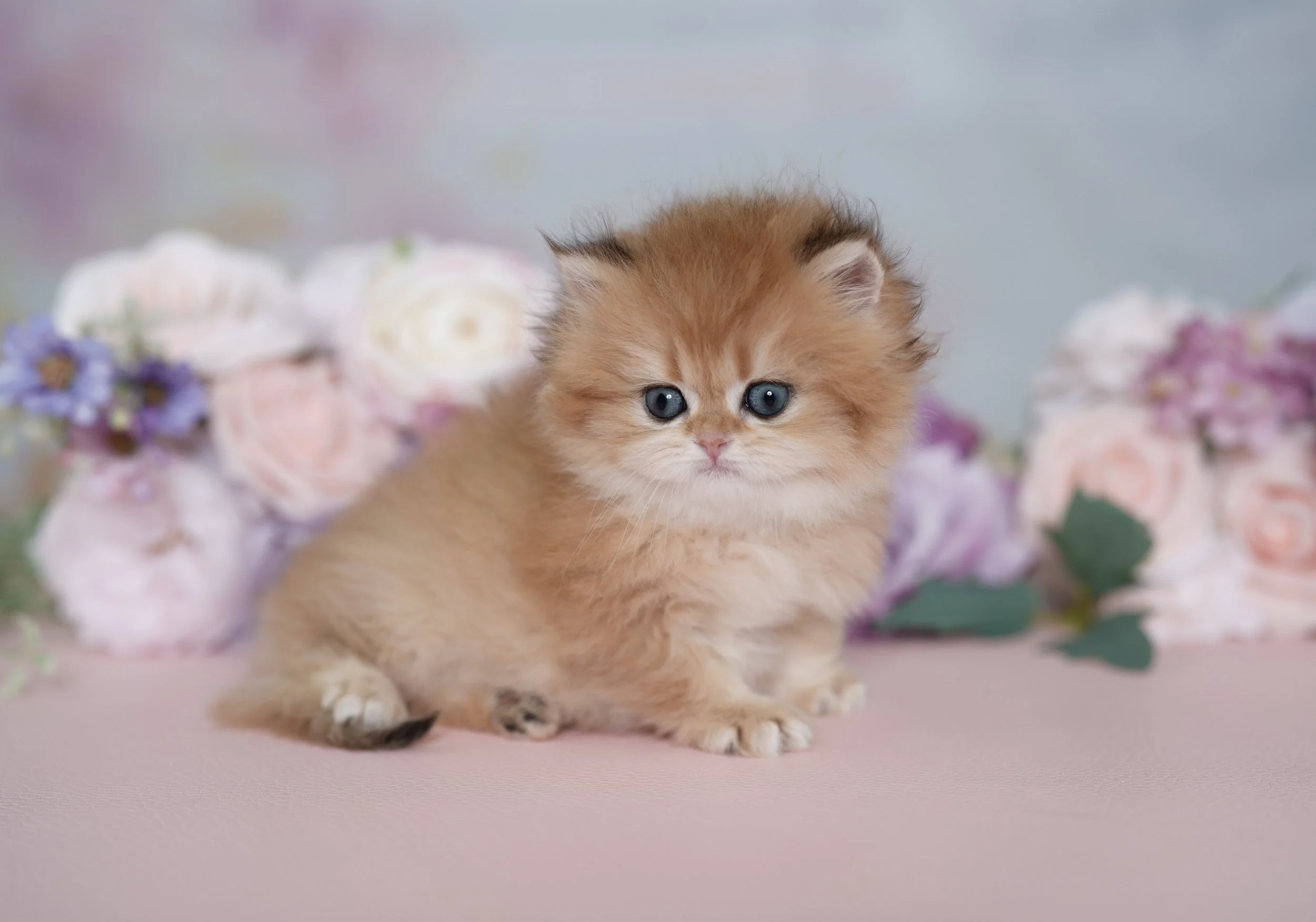 Red fluffy kitten